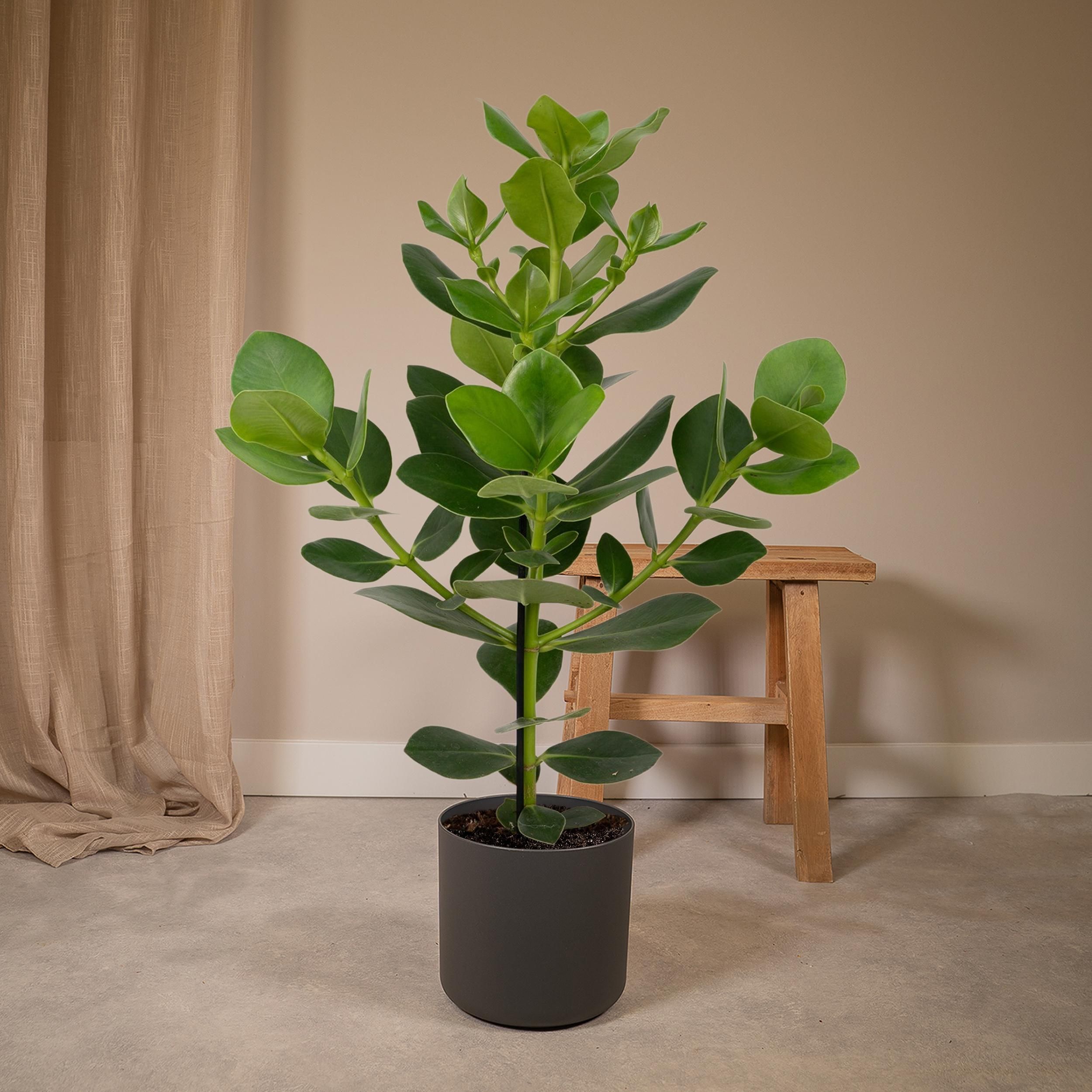 Clusia Rosea Princess Zimmerpflanze