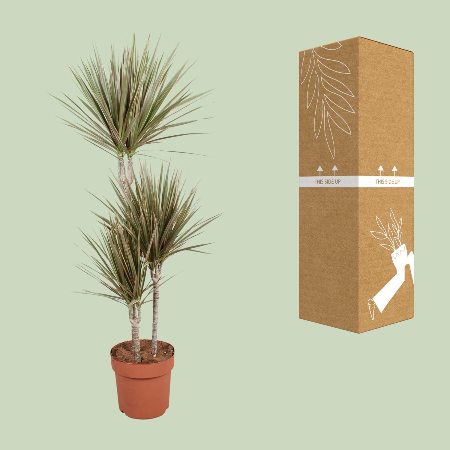 Dracaena Bicolor Drachenbaum