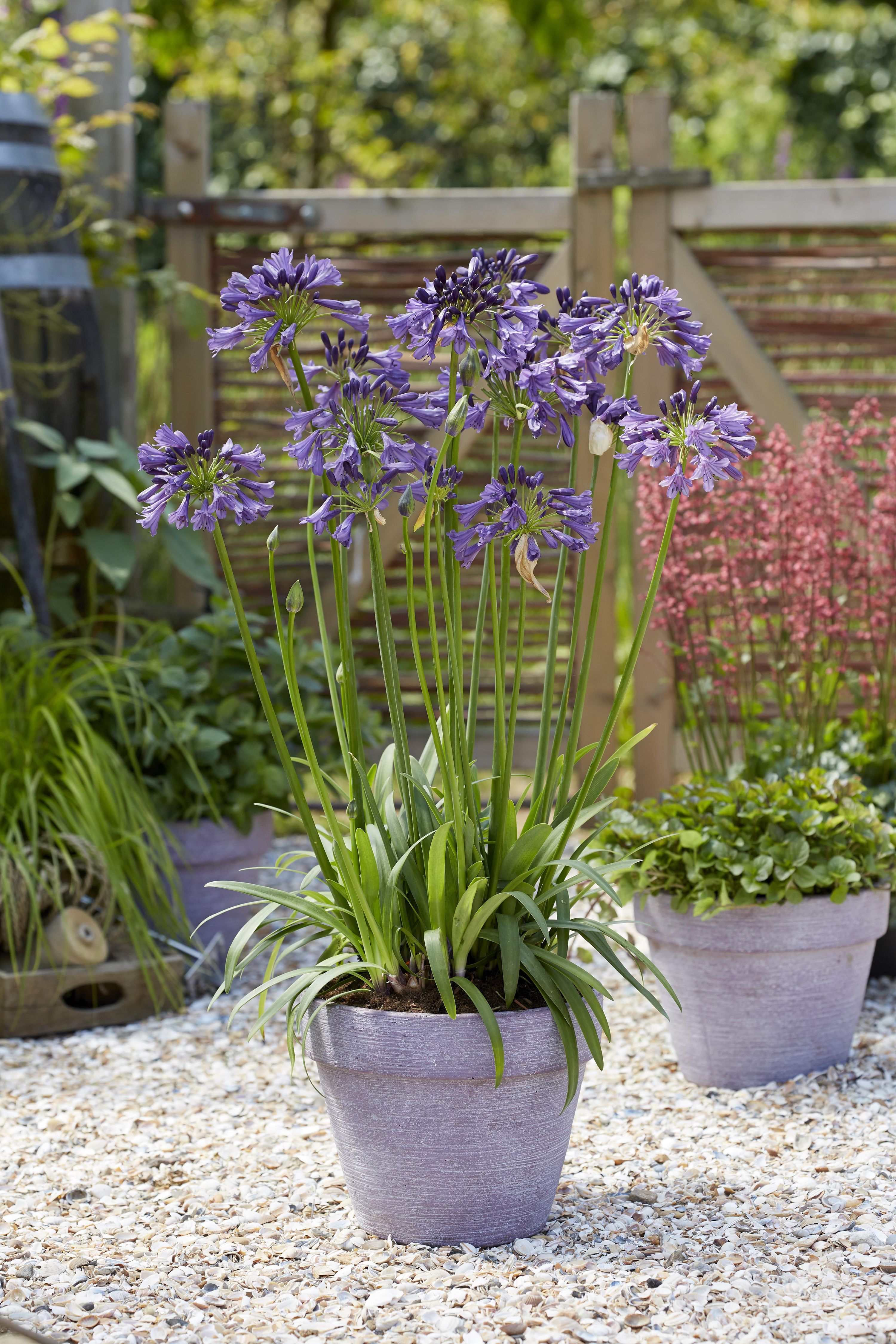 Agapanthus Poppin Purple mit intensiven lila Blüten