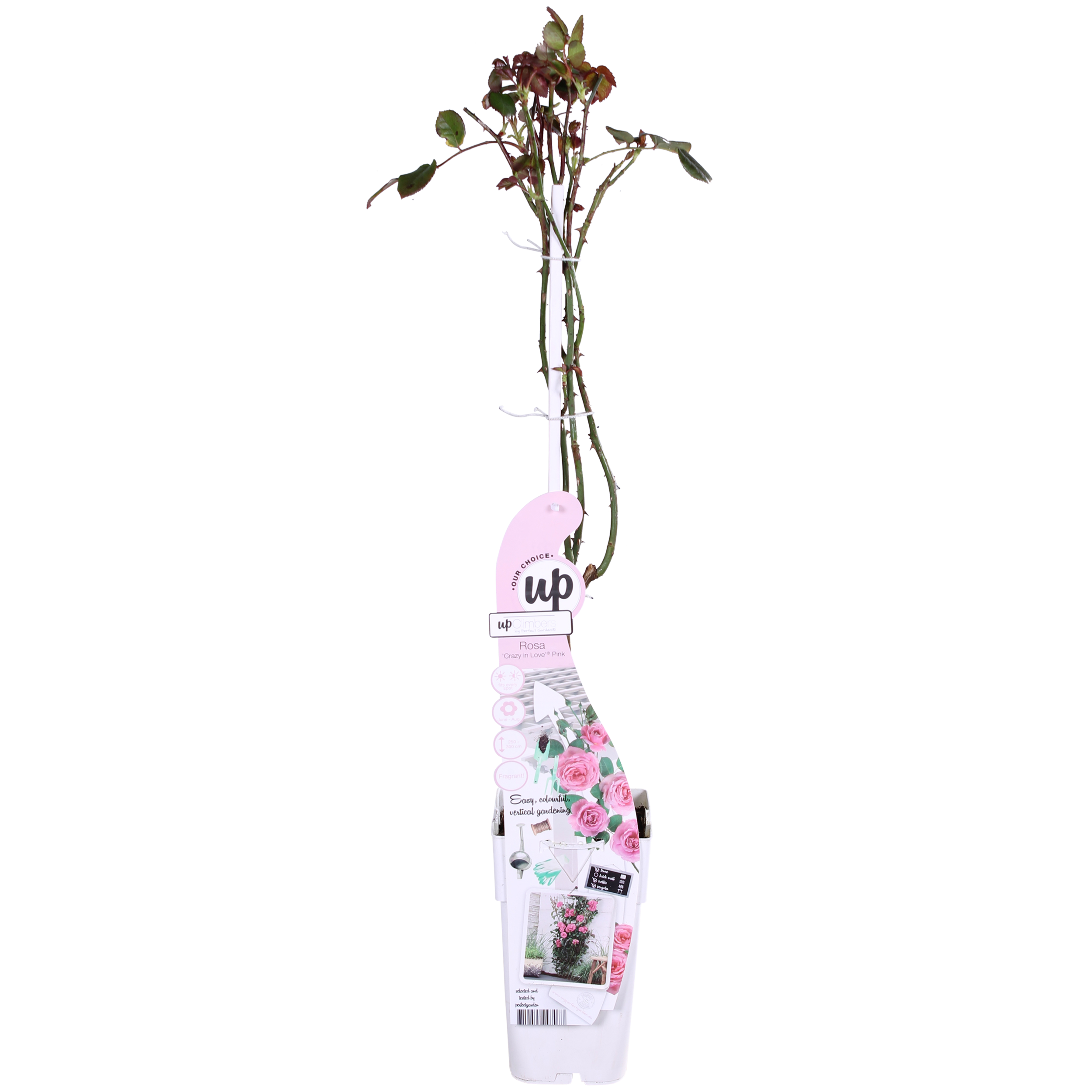 Rosa Kletterrose Crazy in Love Pink