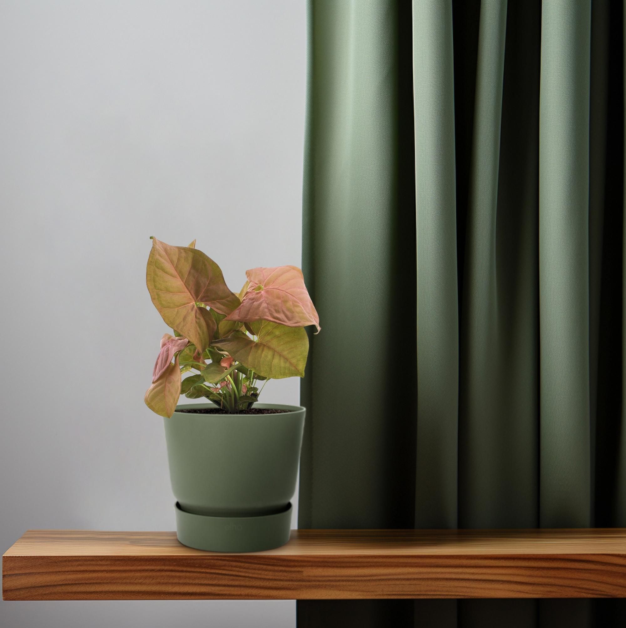 Syngonium Neon - Pfeilspitzenpflanze mit dekorativem Charakter