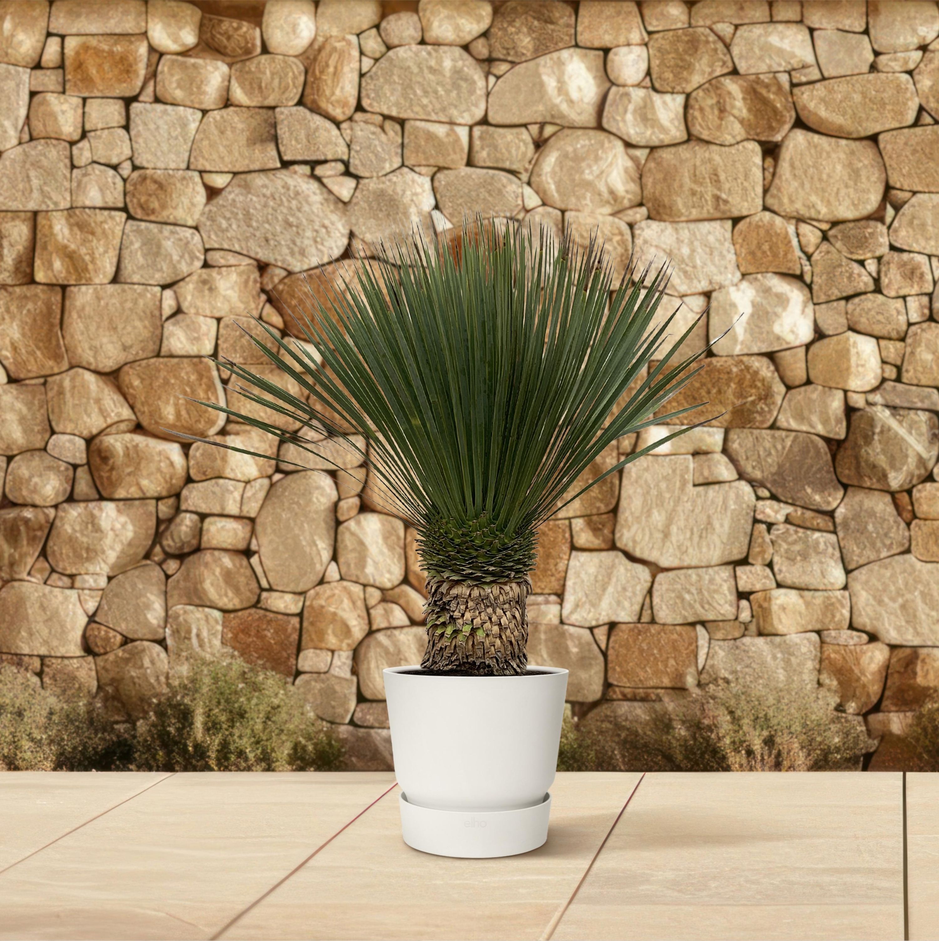 Yucca Rostrata Zierpflanze im eleganten Topf