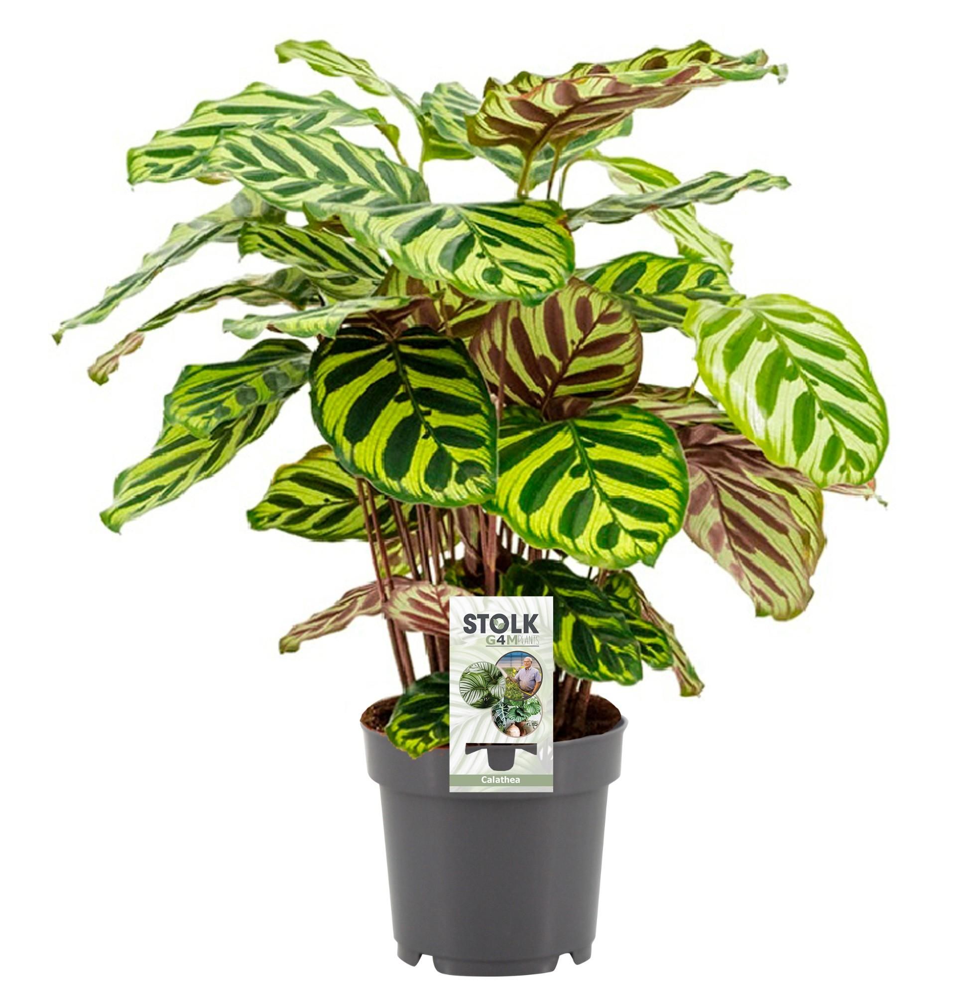 Calathea Makoyana Zimmerpflanze