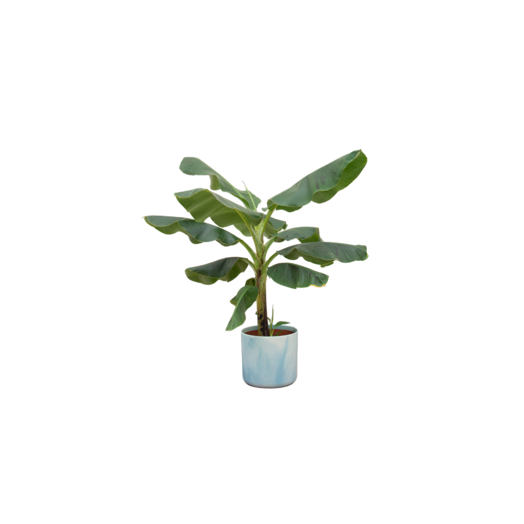 Bananenpflanze (Musa) Kombi-Deal – Inkl. Blumentopf Ocean Round Blau Ø22 cm – 100 cm Hoch