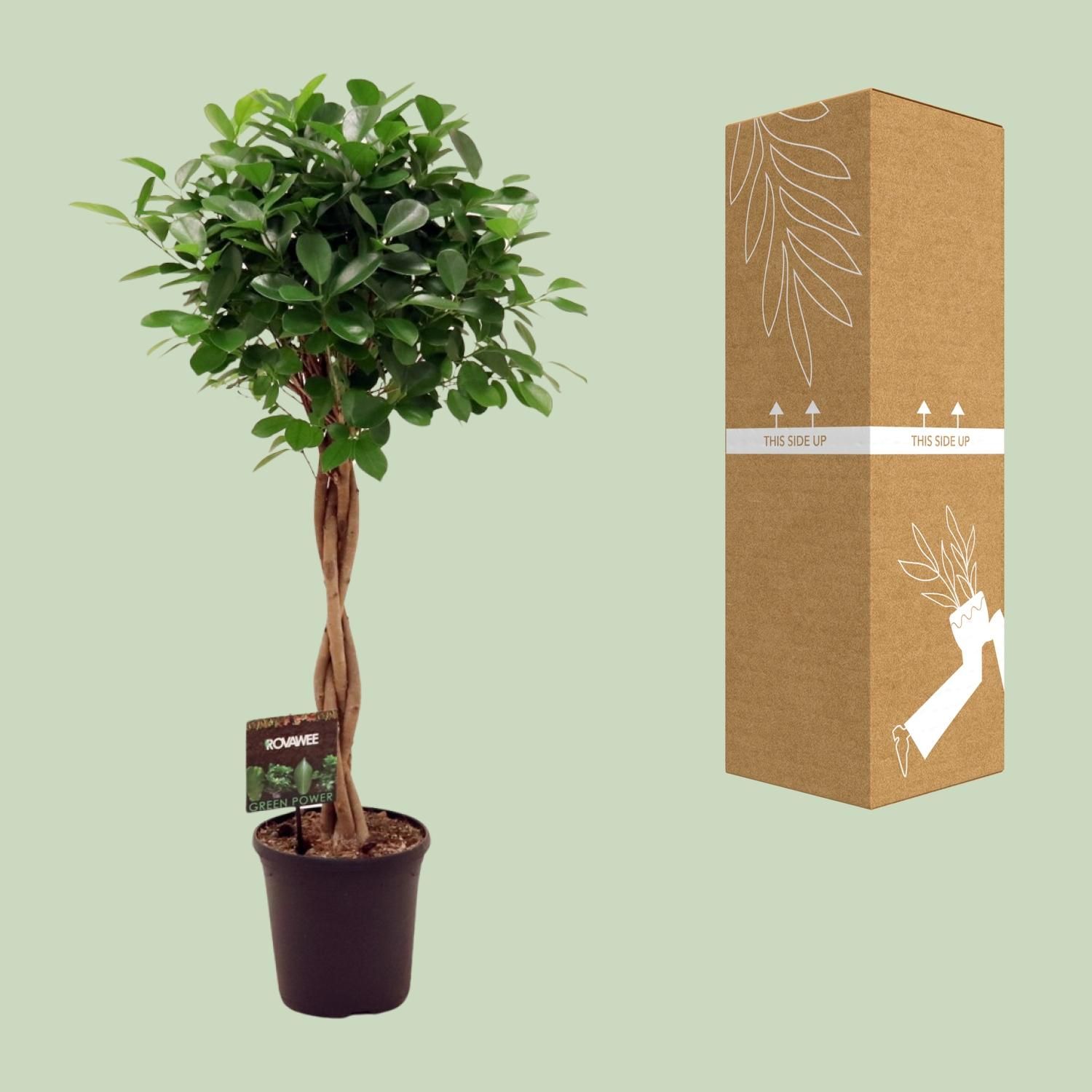 Ficus Moclame - Eleganter Zimmerbaum mit üppigem Grün