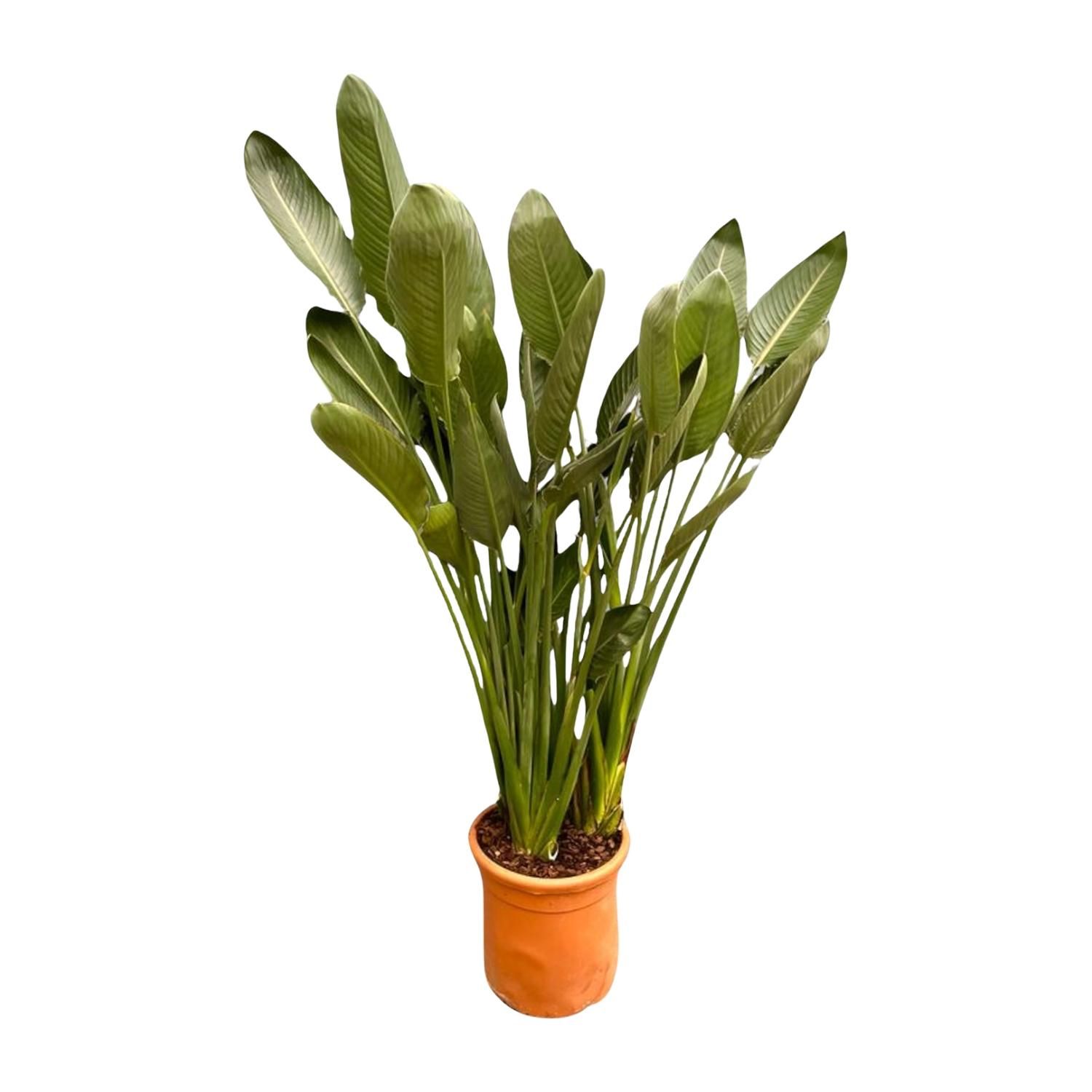 Strelitzia Reginae Paradiesvogelpflanze