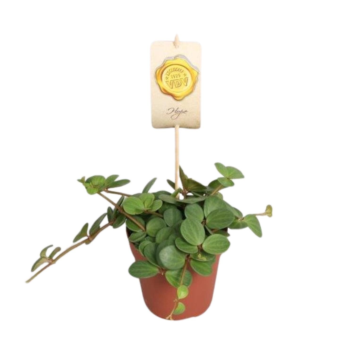 Peperomia Hope - Pflegeleichte Zimmerpflanze mit eleganten Blättern