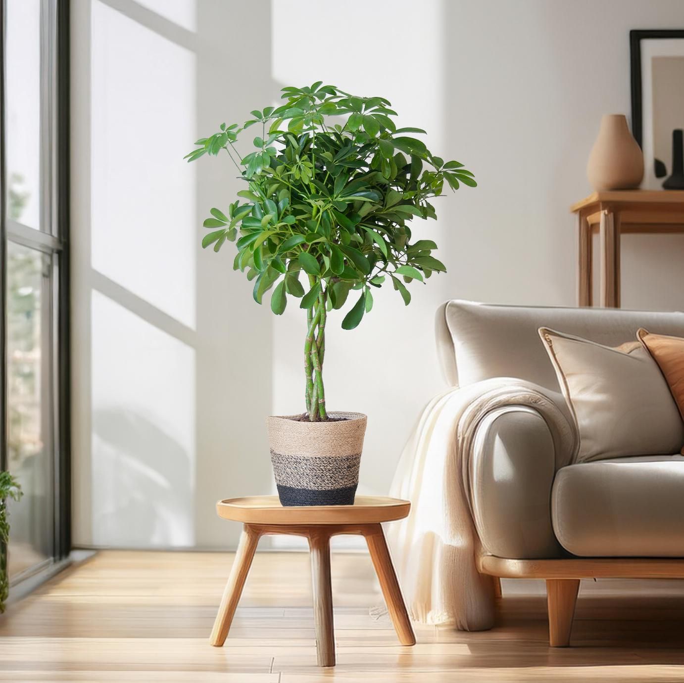 Schefflera Arab Nora mit Korb Lissabon Schwarz – 70cm – Ø21