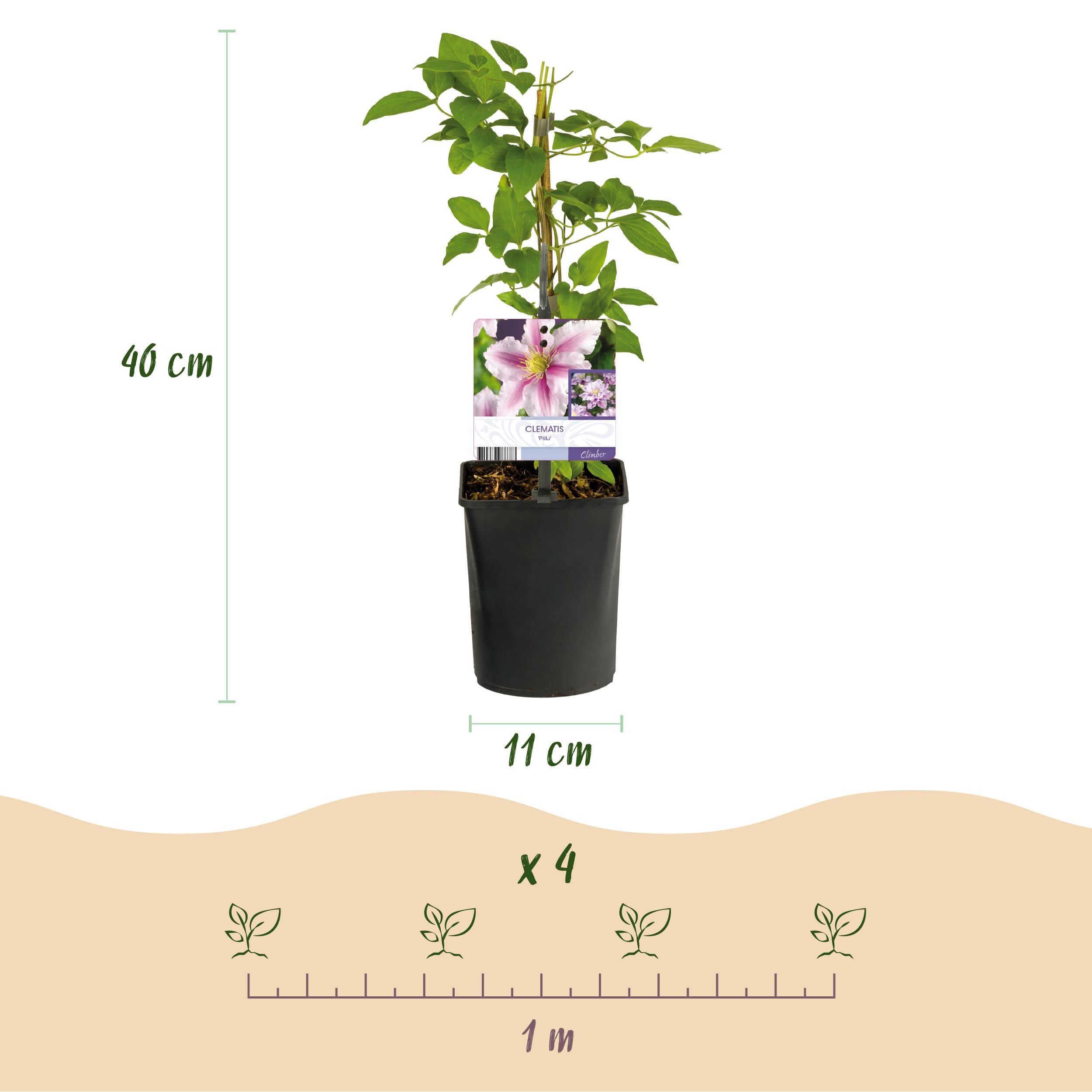 Clematis Piilu – Rosa Blüten | Wenig Pflege | 2 Pflanzen