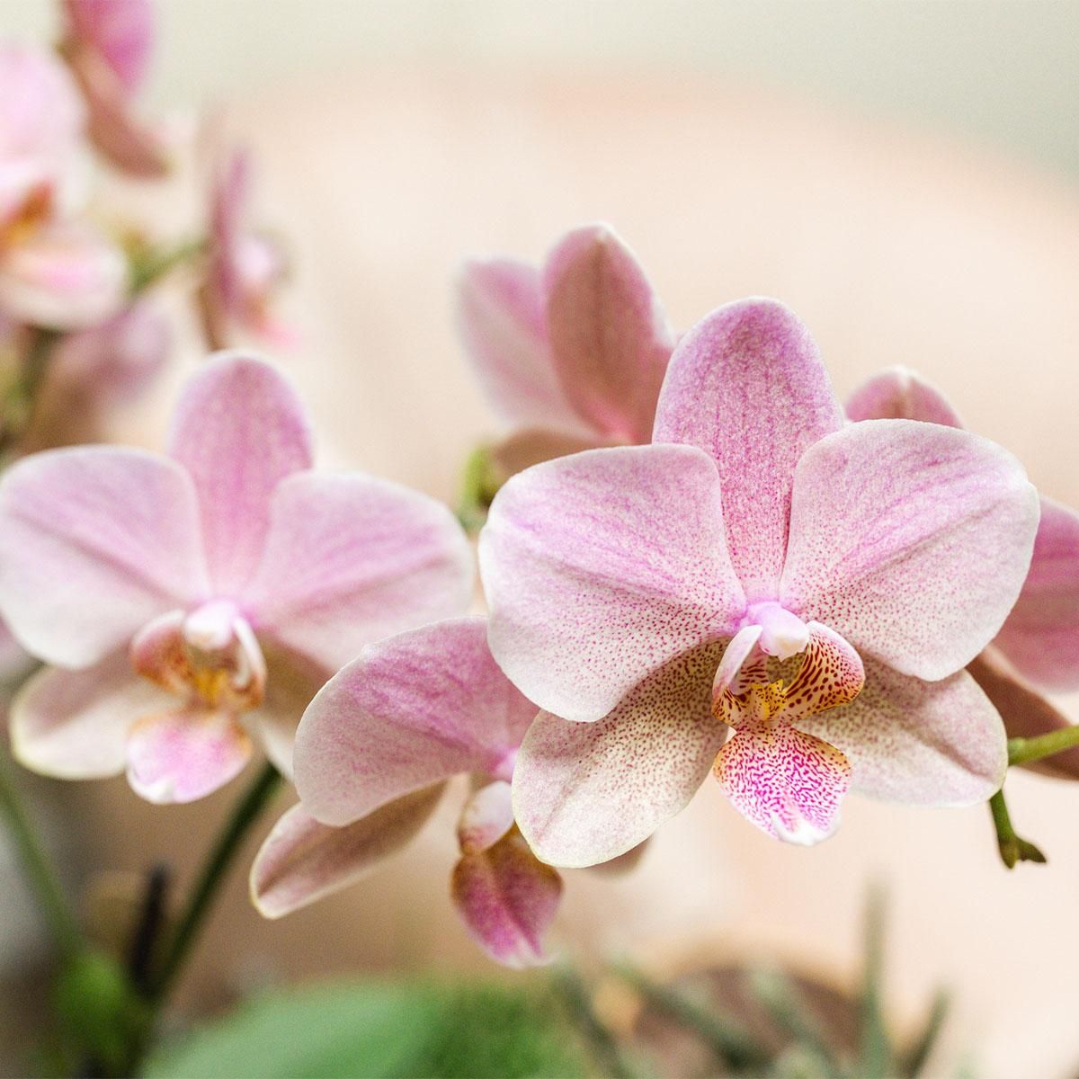 Phalaenopsis Orchideen 2er Kombi – Altrosa – Ø12cm Topf – Blühende Zimmerpflanze