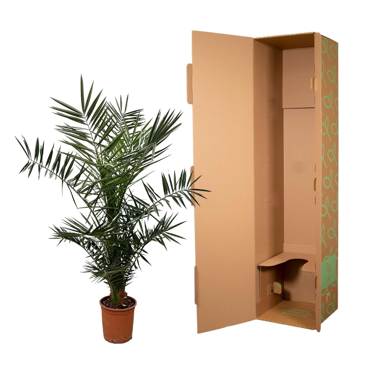 Phoenix Canariensis Kanarische Dattelpalme