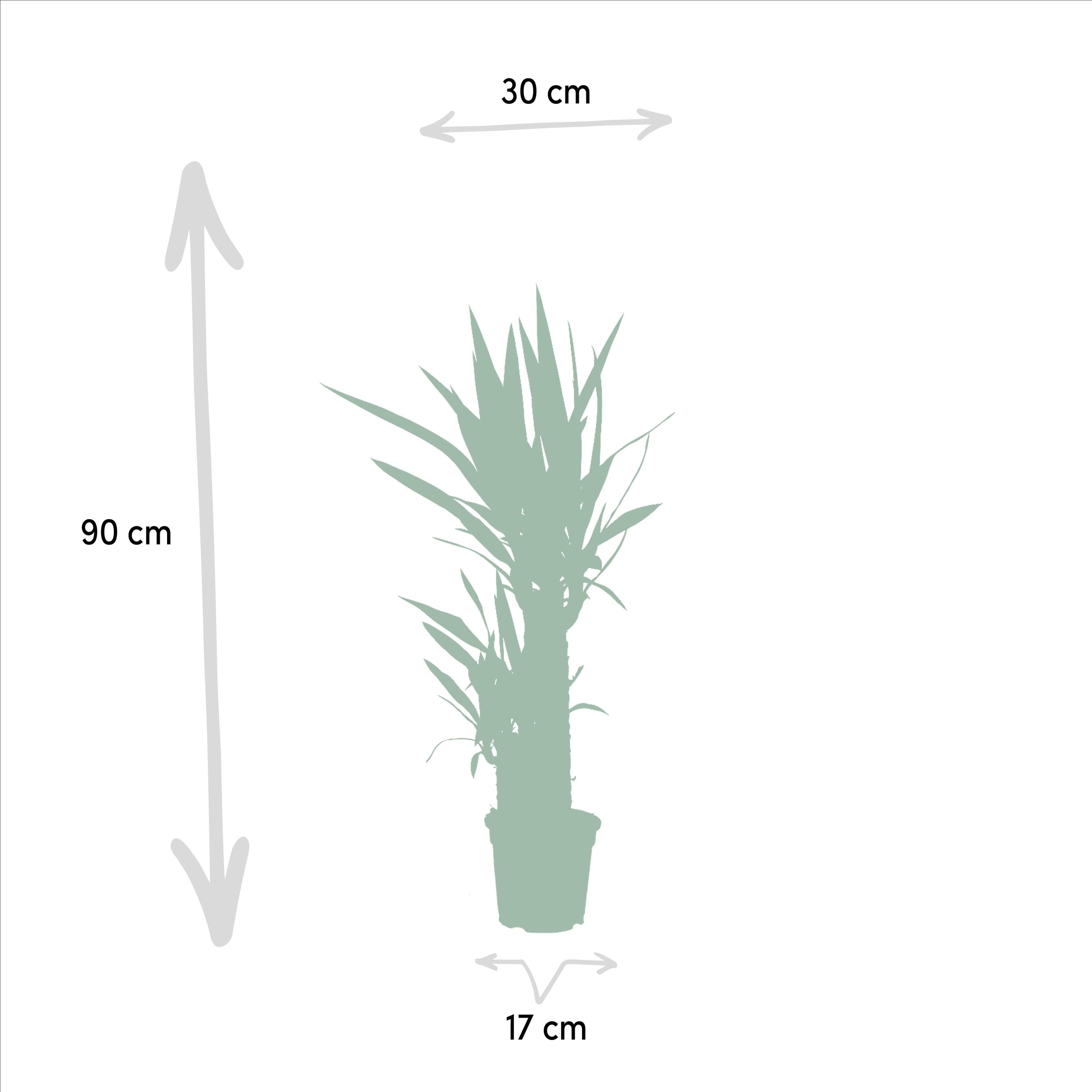 Yucca Palmlilie Zimmerpflanze – Robust & Pflegeleicht