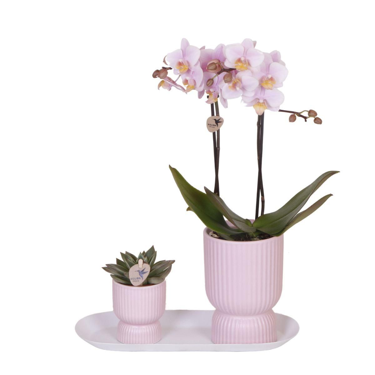 Phalaenopsis Orchidee im rosa Dekotopf mit weißem Tablett