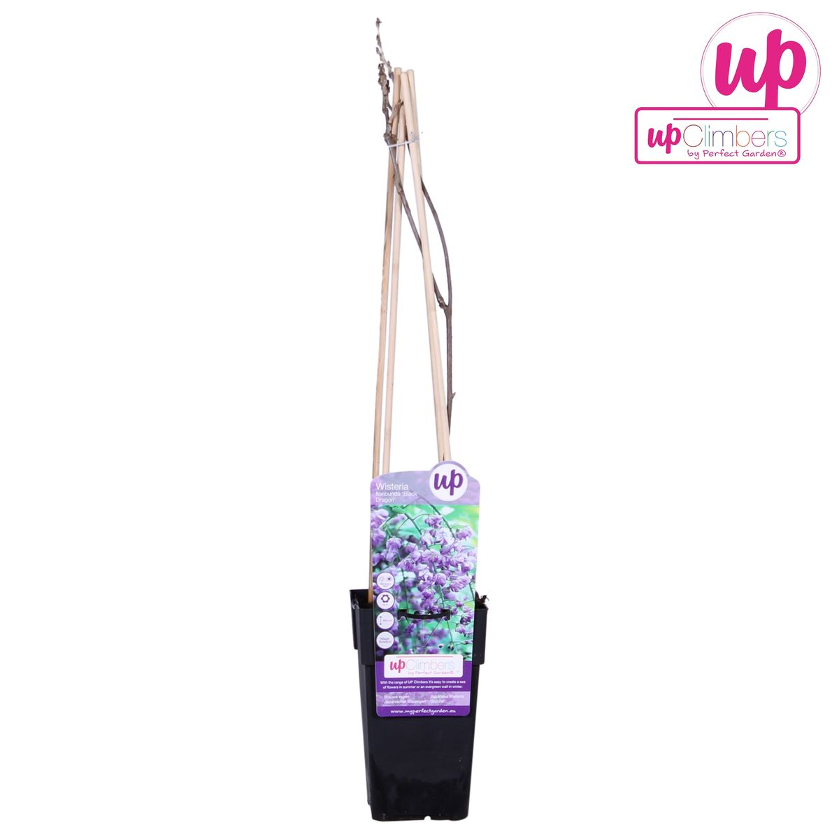 Glyzinie Wisteria sinensis – Blaue Kletterpflanze