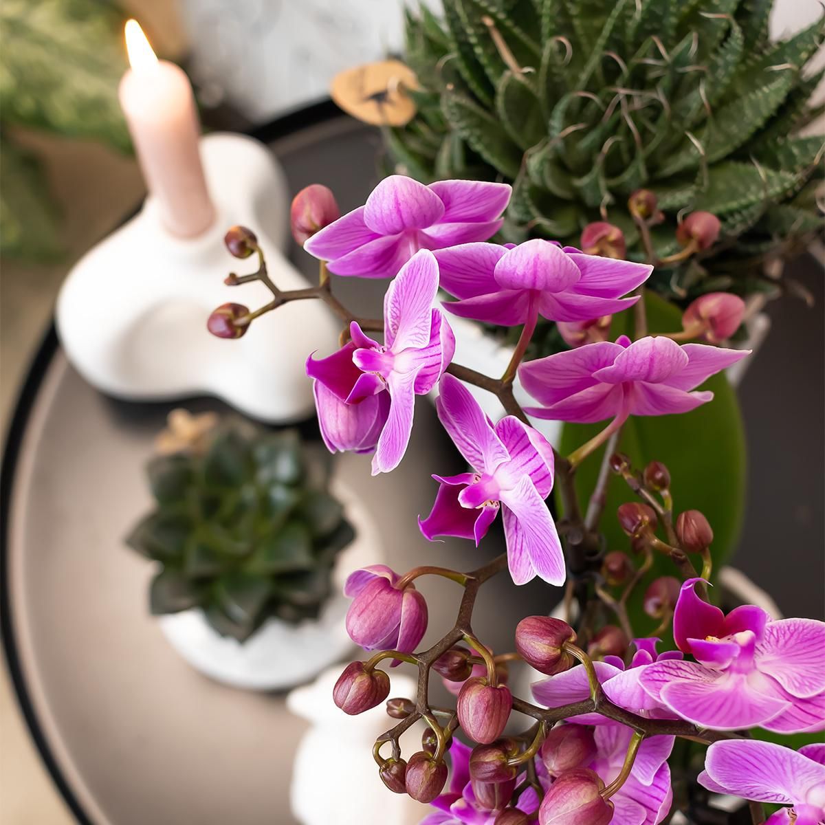 Phalaenopsis Orchidee - lila blühende Zimmerpflanze