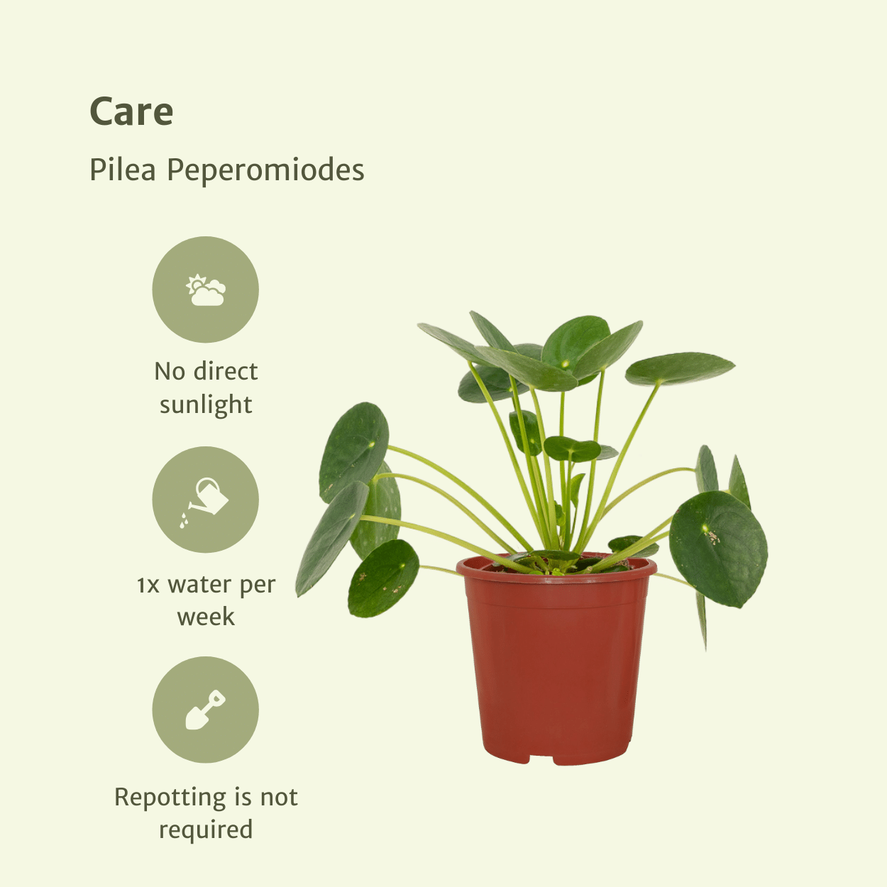 Pilea Peperomiodes Pfannkuchenpflanze