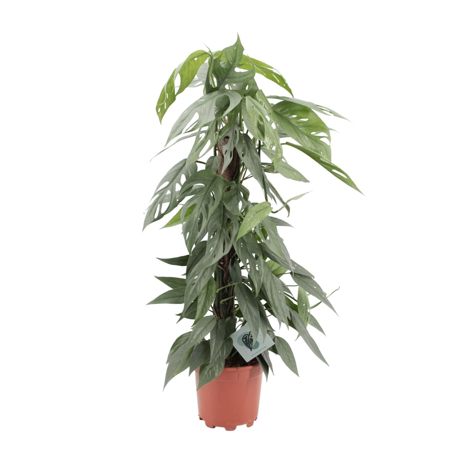 Epipremnum Pinnatum 'Cebu Blue' Zimmerpflanze
