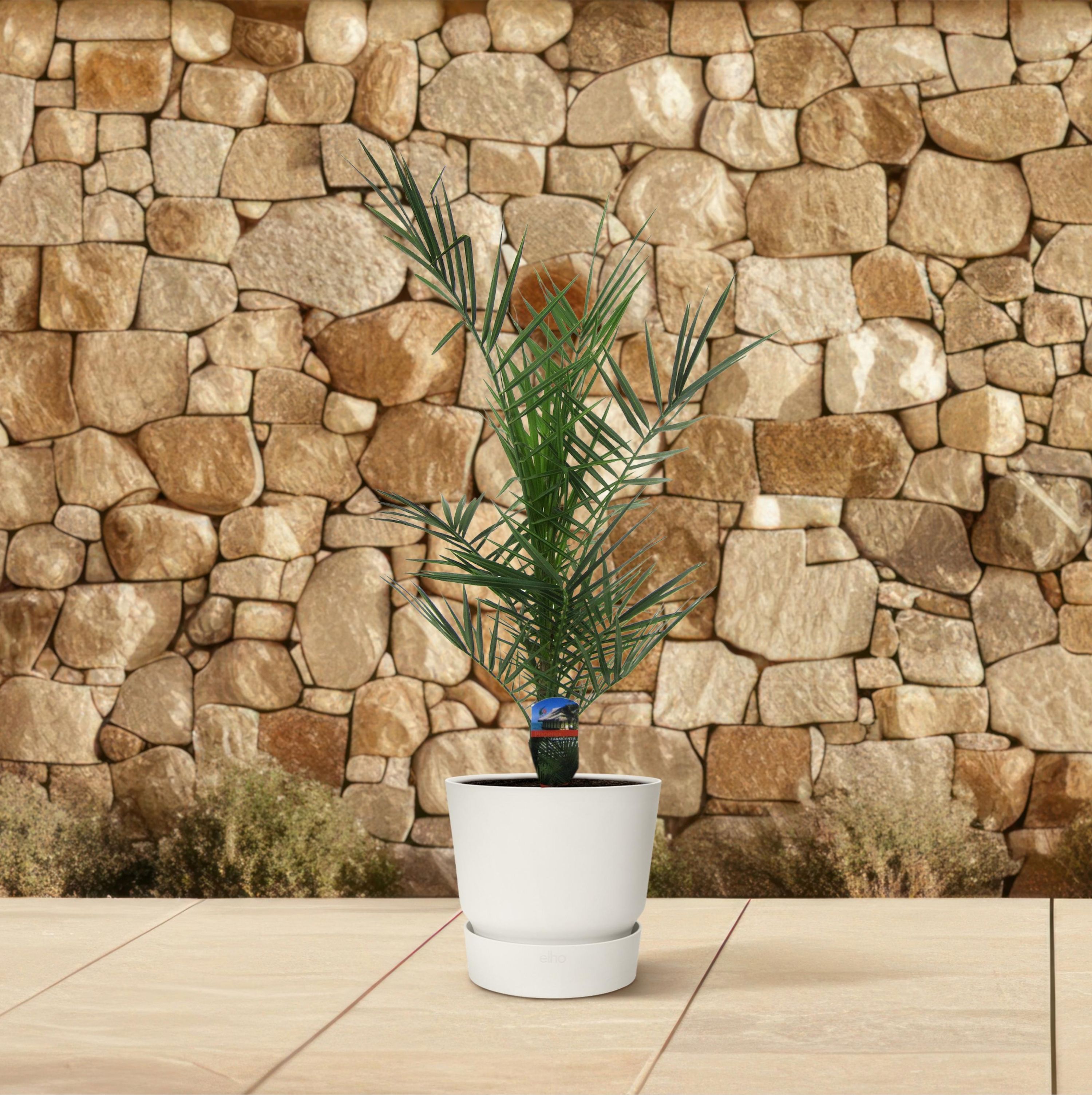 Kanarische Dattelpalme Phoenix Canariensis