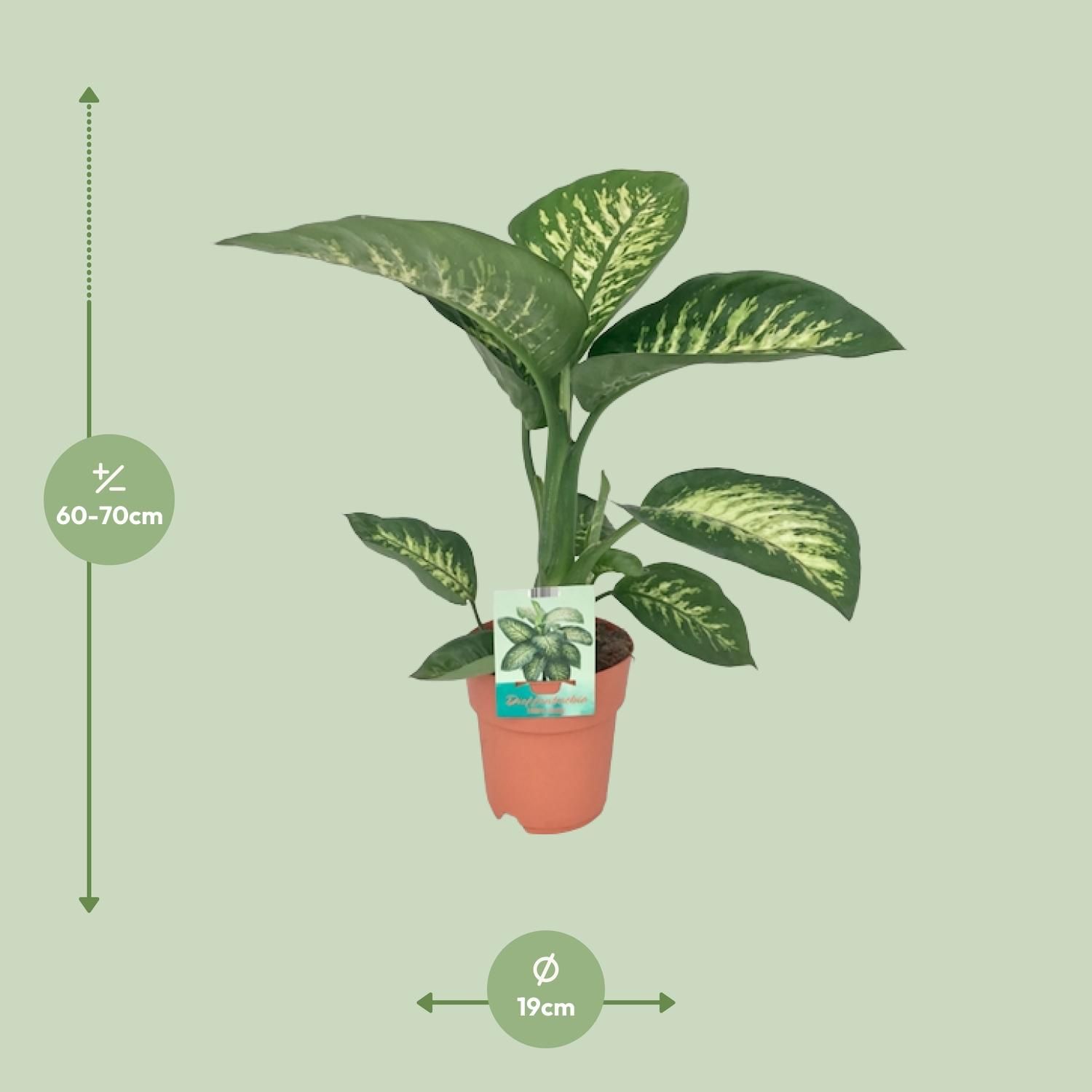 Dieffenbachia Tropic Snow Zimmerpflanze