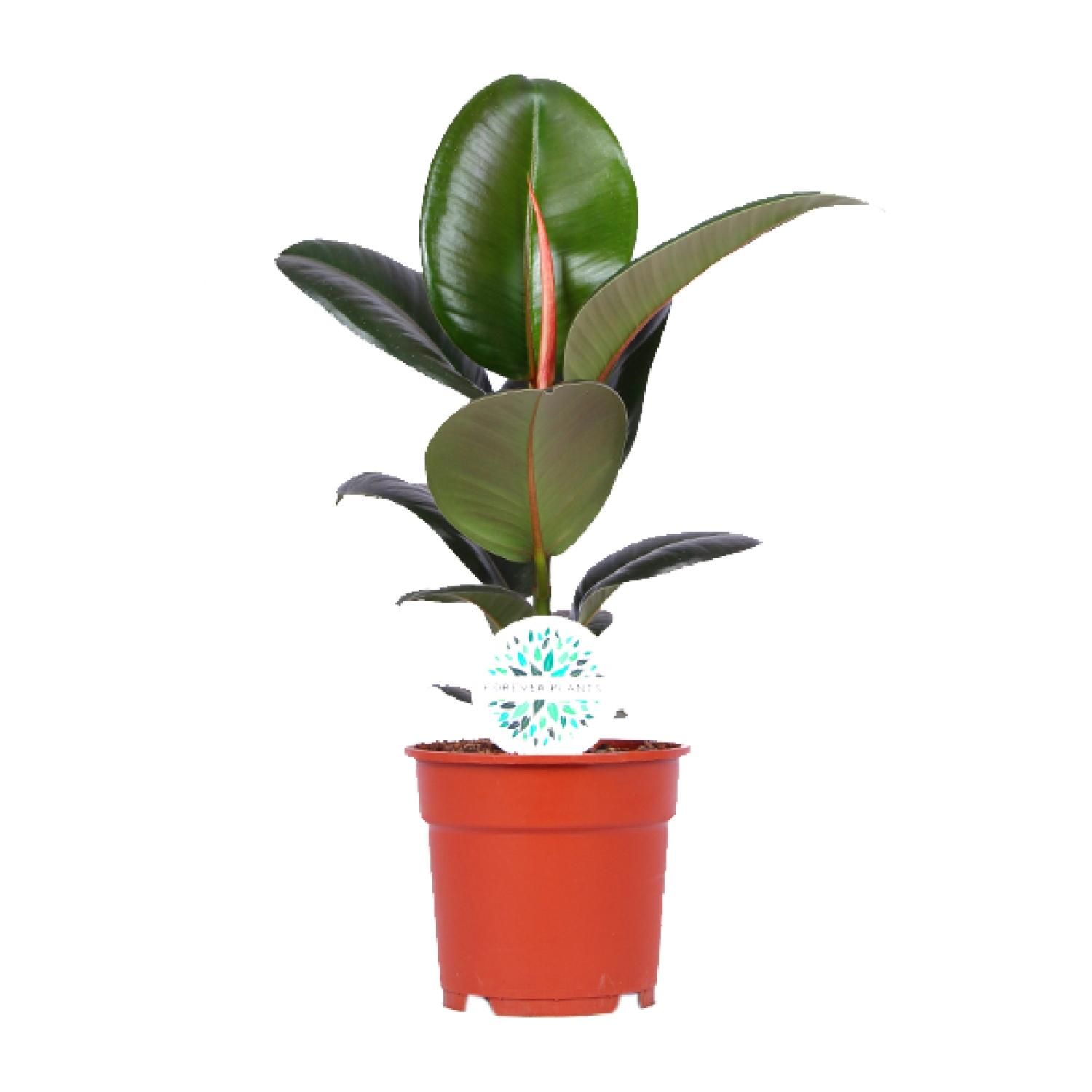 Ficus Elastica Robusta Zimmerpflanze