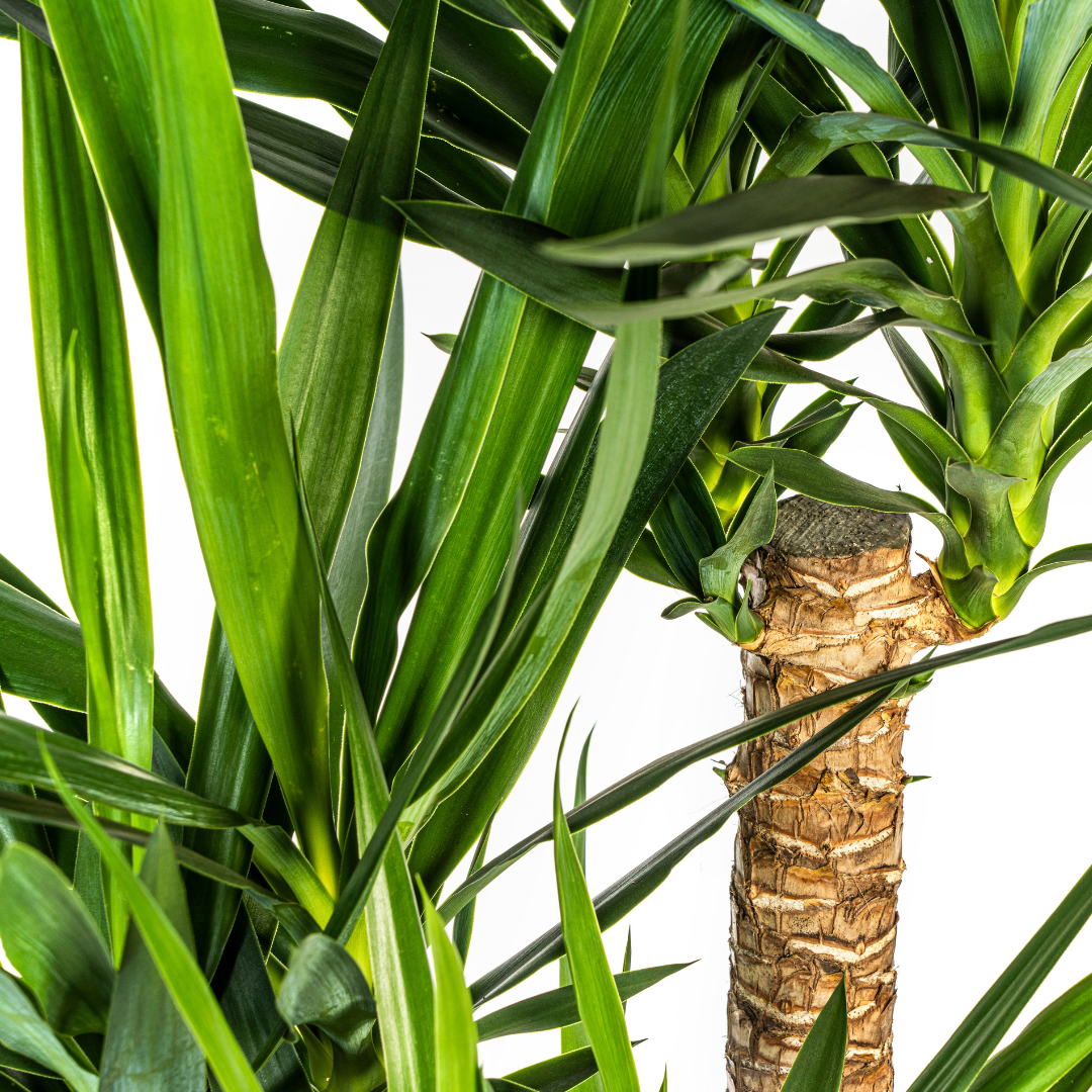 Yucca Elephantipes Verzweigt Ø24cm – 80-100cm Hoch – Robuste Grünpflanze