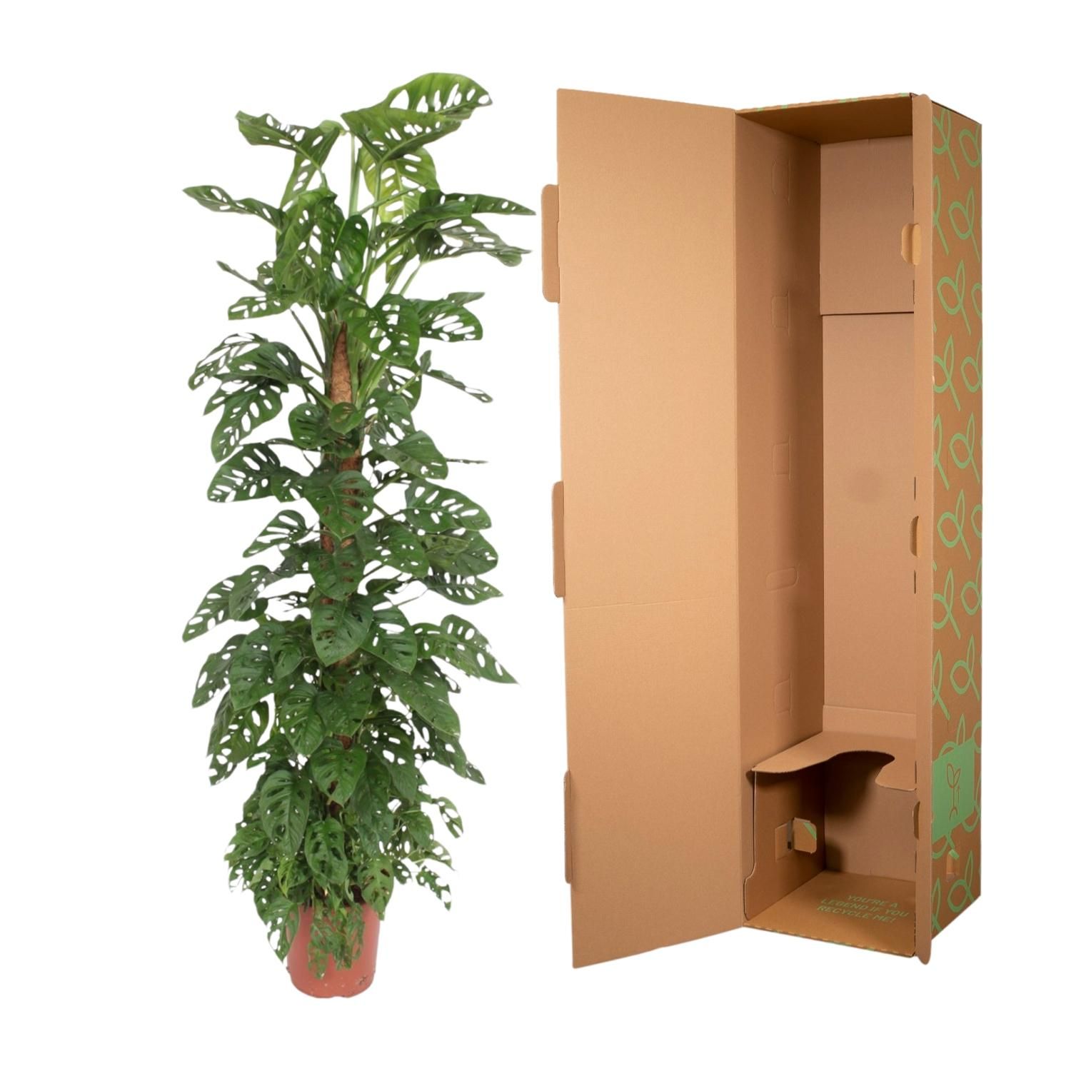 Monstera Monkey Leaf XXL Zimmerpflanze