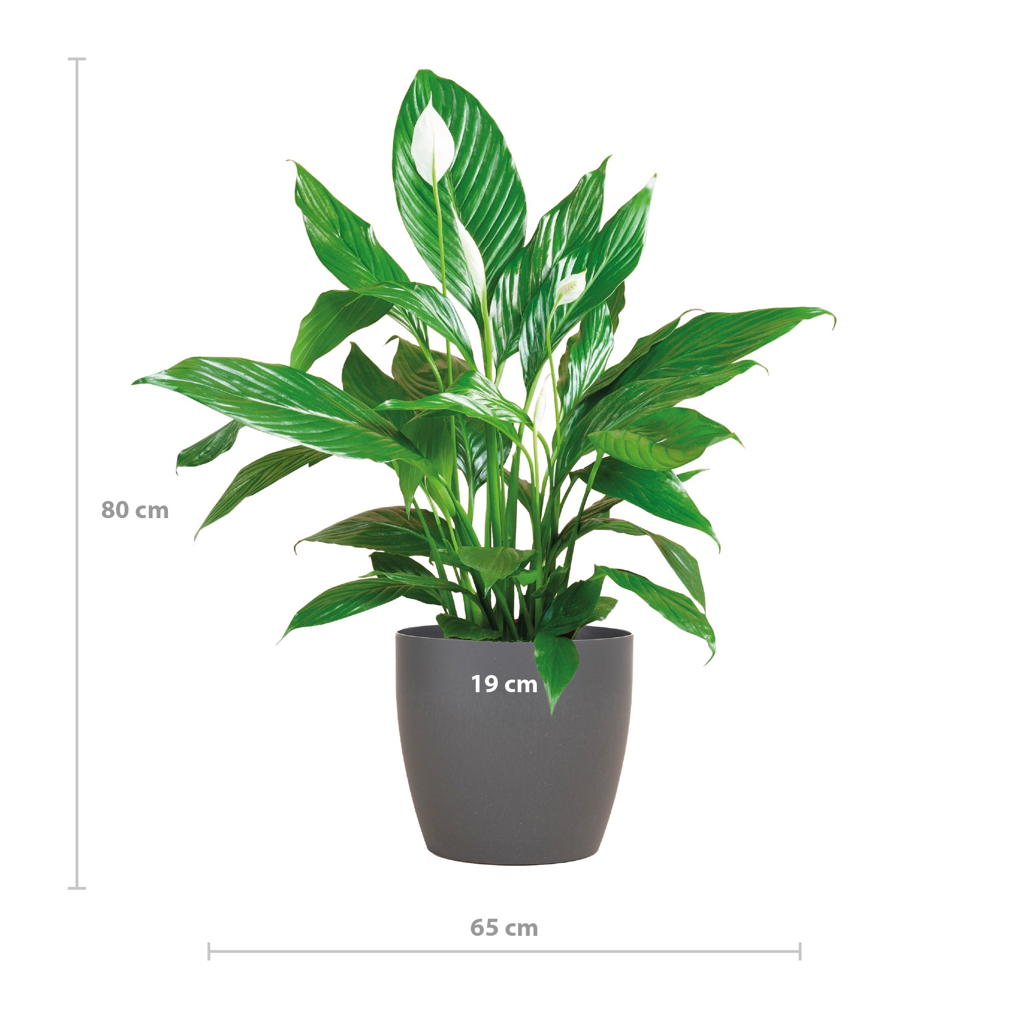 Spathiphyllum mit grauem Topf – Friedenslilie für Zuhause – 80cm – Ø21