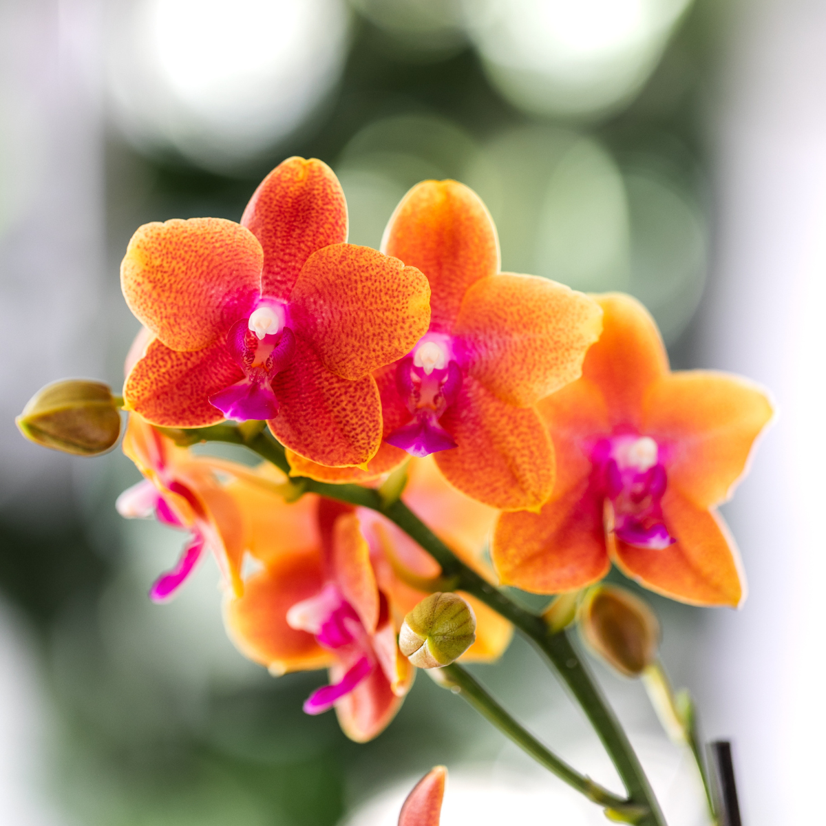 Kombi Angebot | 4 duftende orange Phalaenopsis Orchideen – Ø12cm Topf