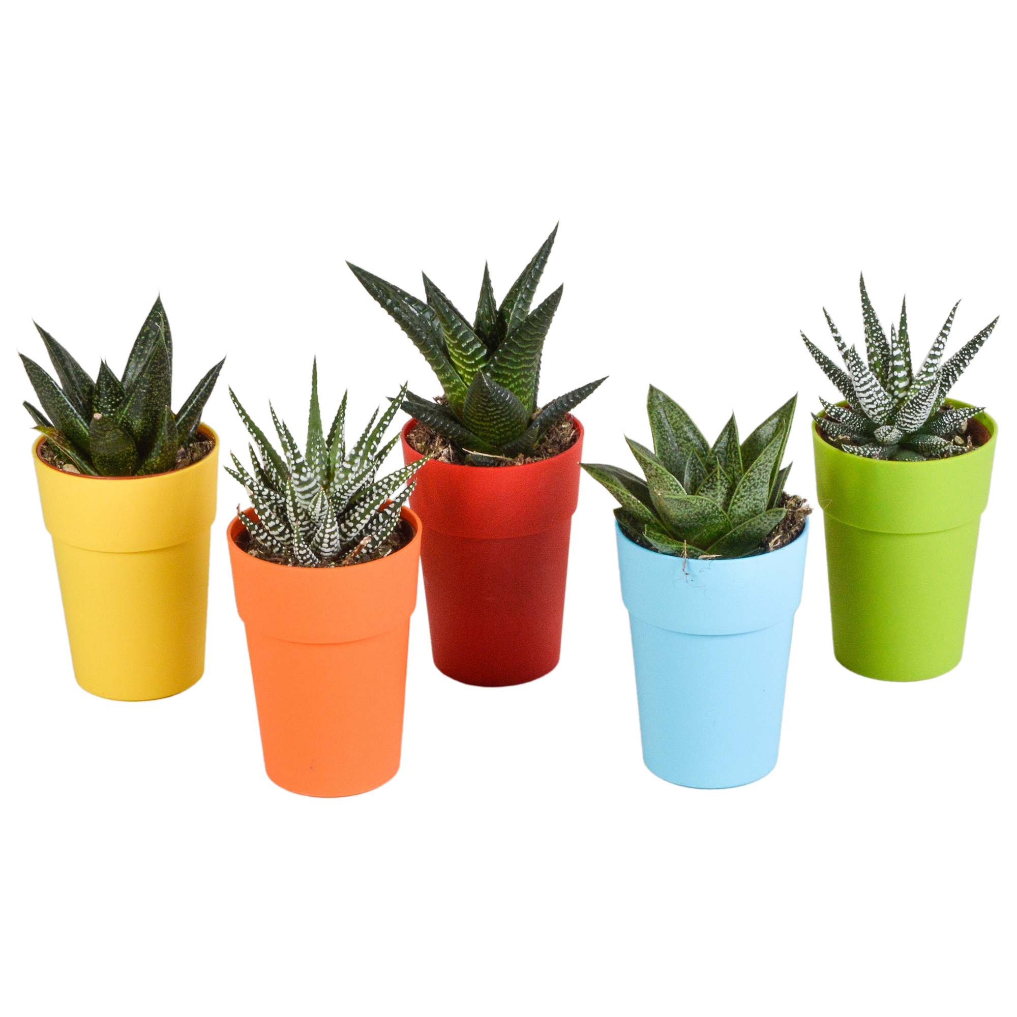 Gasteria und Haworthia Mix in farbigem Kunststofftopf