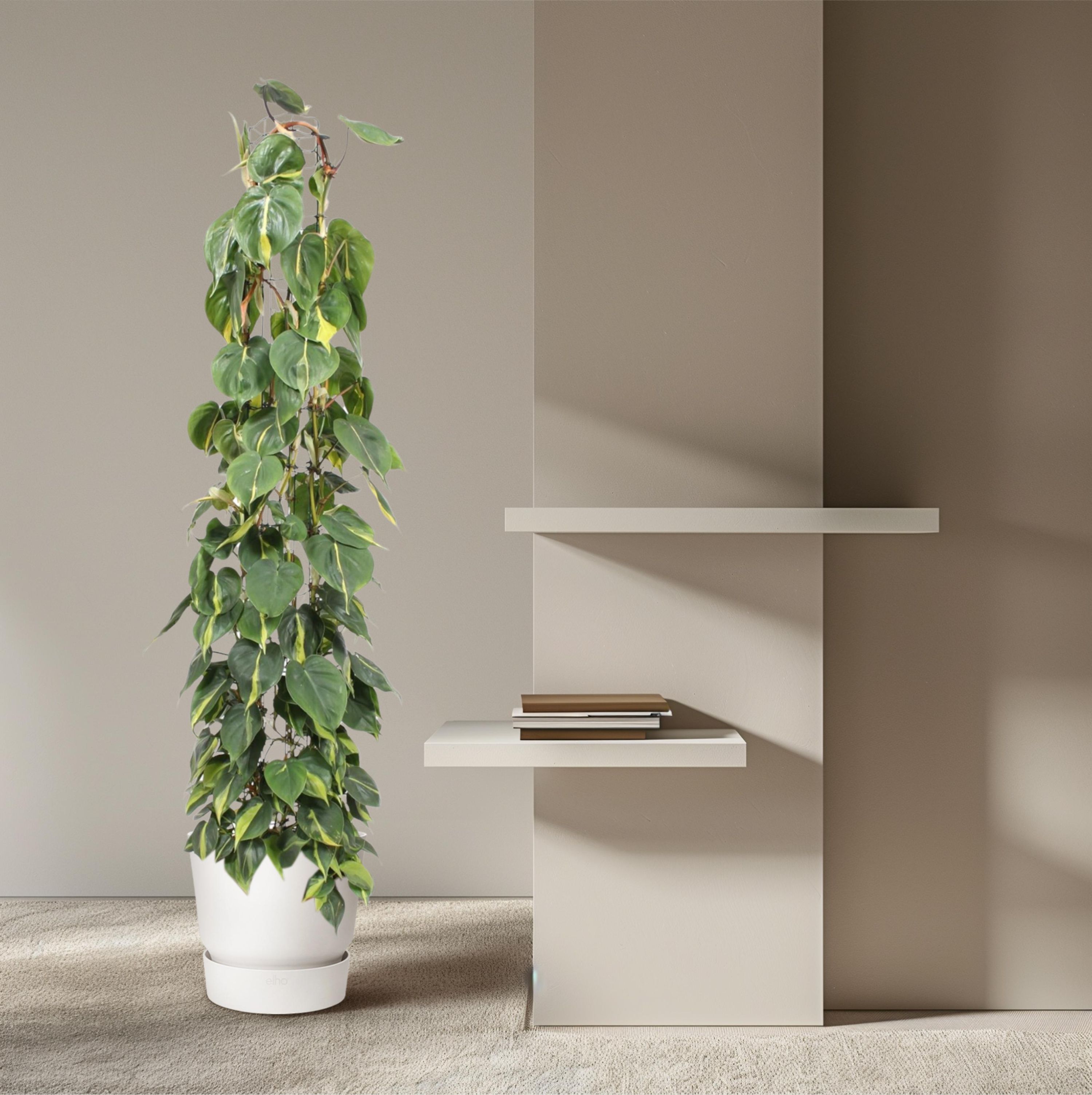Philodendron Scandens Brasil - Grüne Kletterpflanze