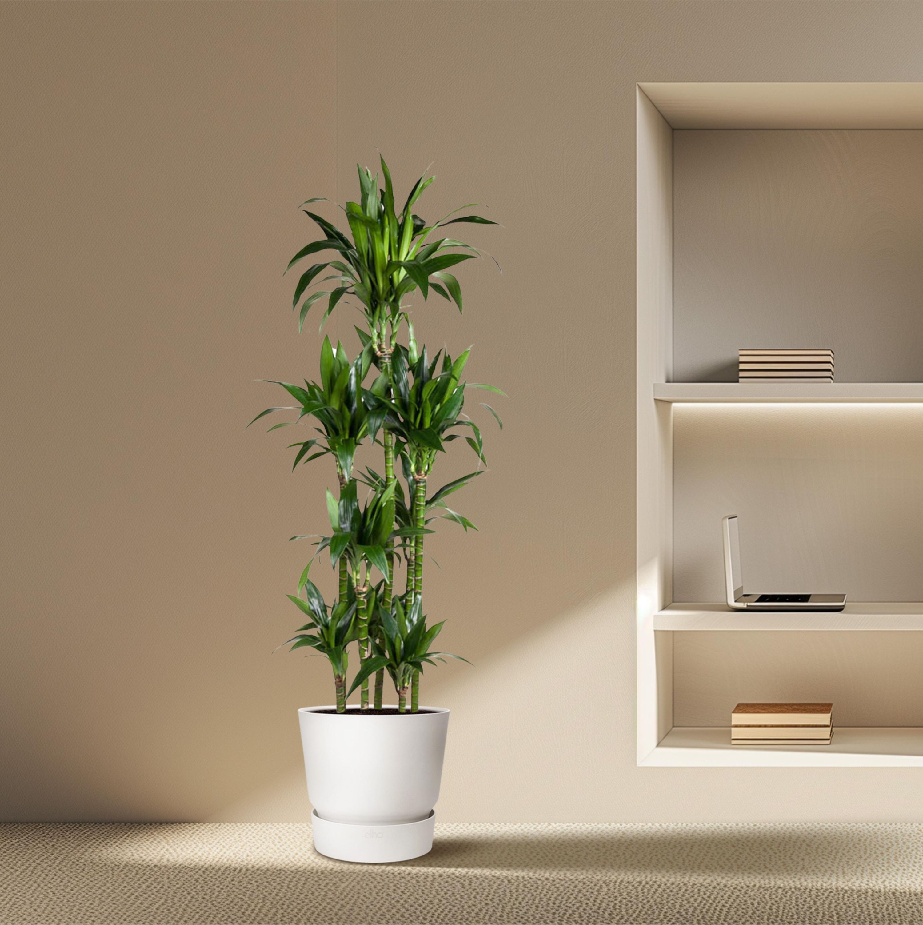 Dracaena Janet Craig Carrousel - Elegante Zimmerpflanze mit glänzenden Blättern