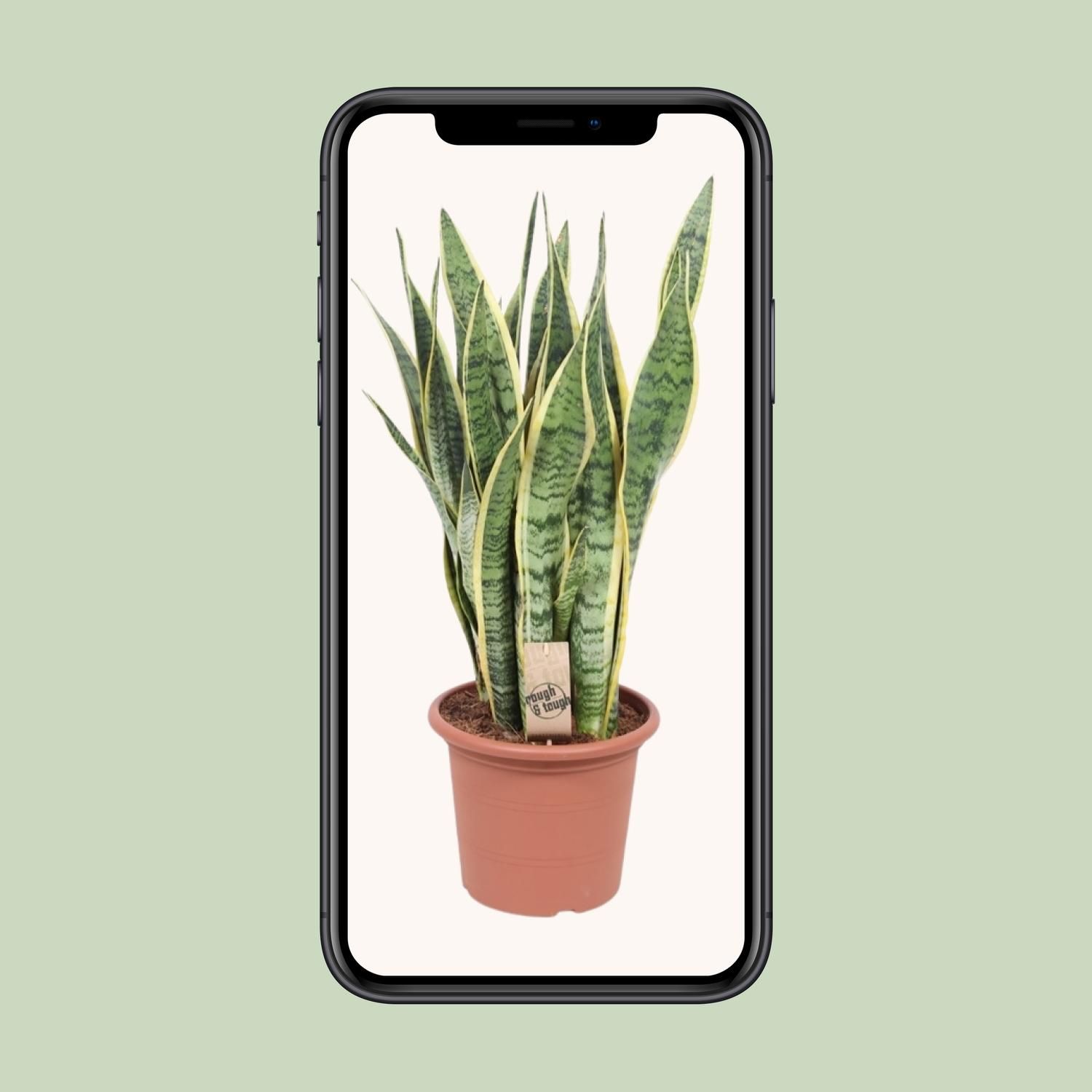 Sansevieria Laurentii Schwiegermutterzunge Zimmerpflanze