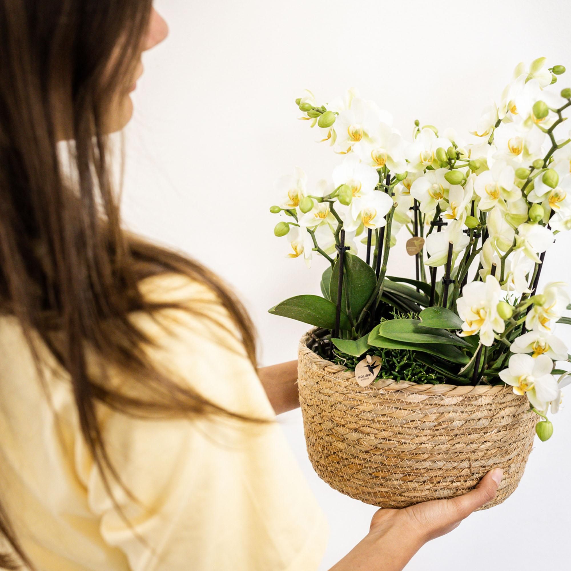 Weiße Phalaenopsis Orchidee mit zarten Blüten