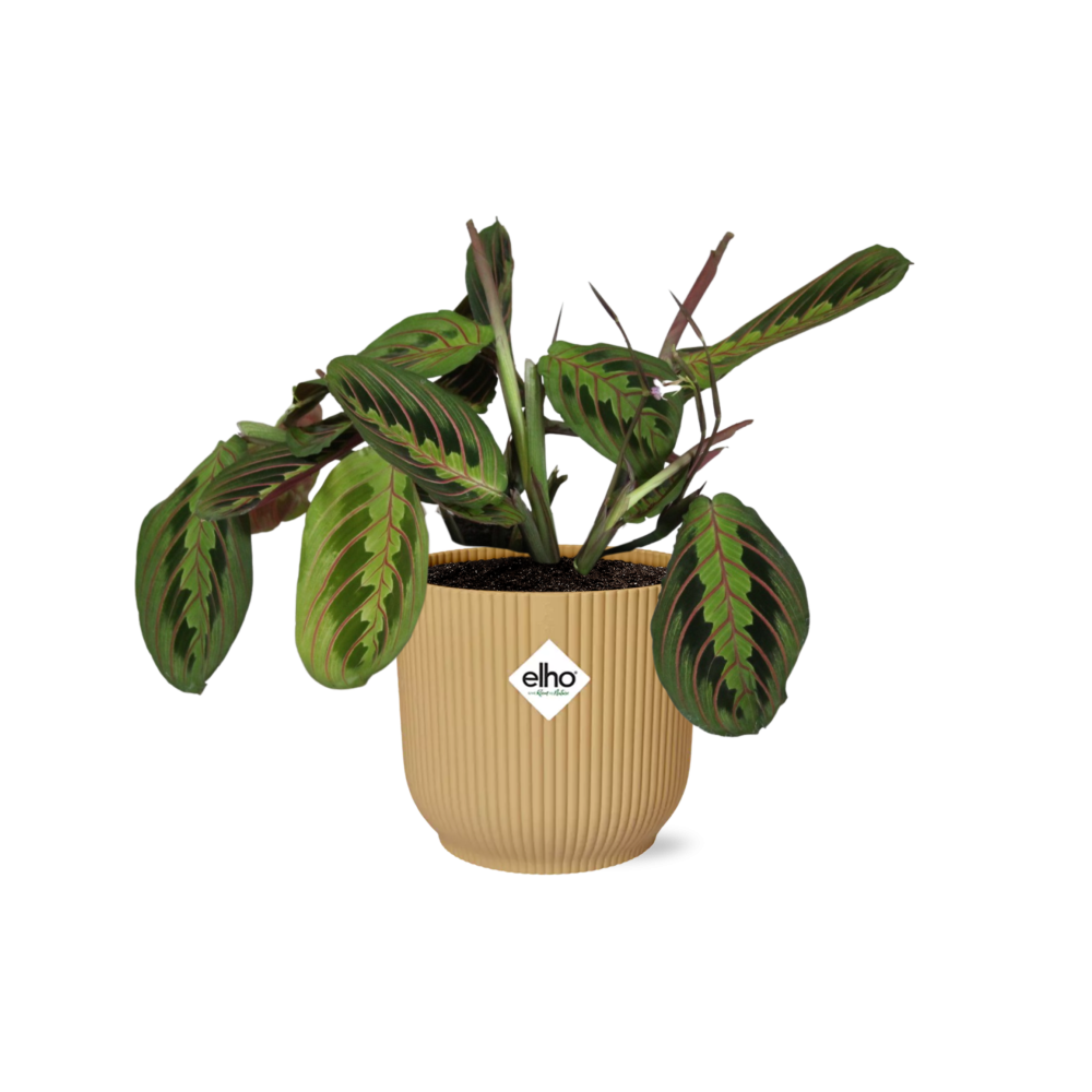 Maranta Leuconeura Faszinierende Gebetspflanze
