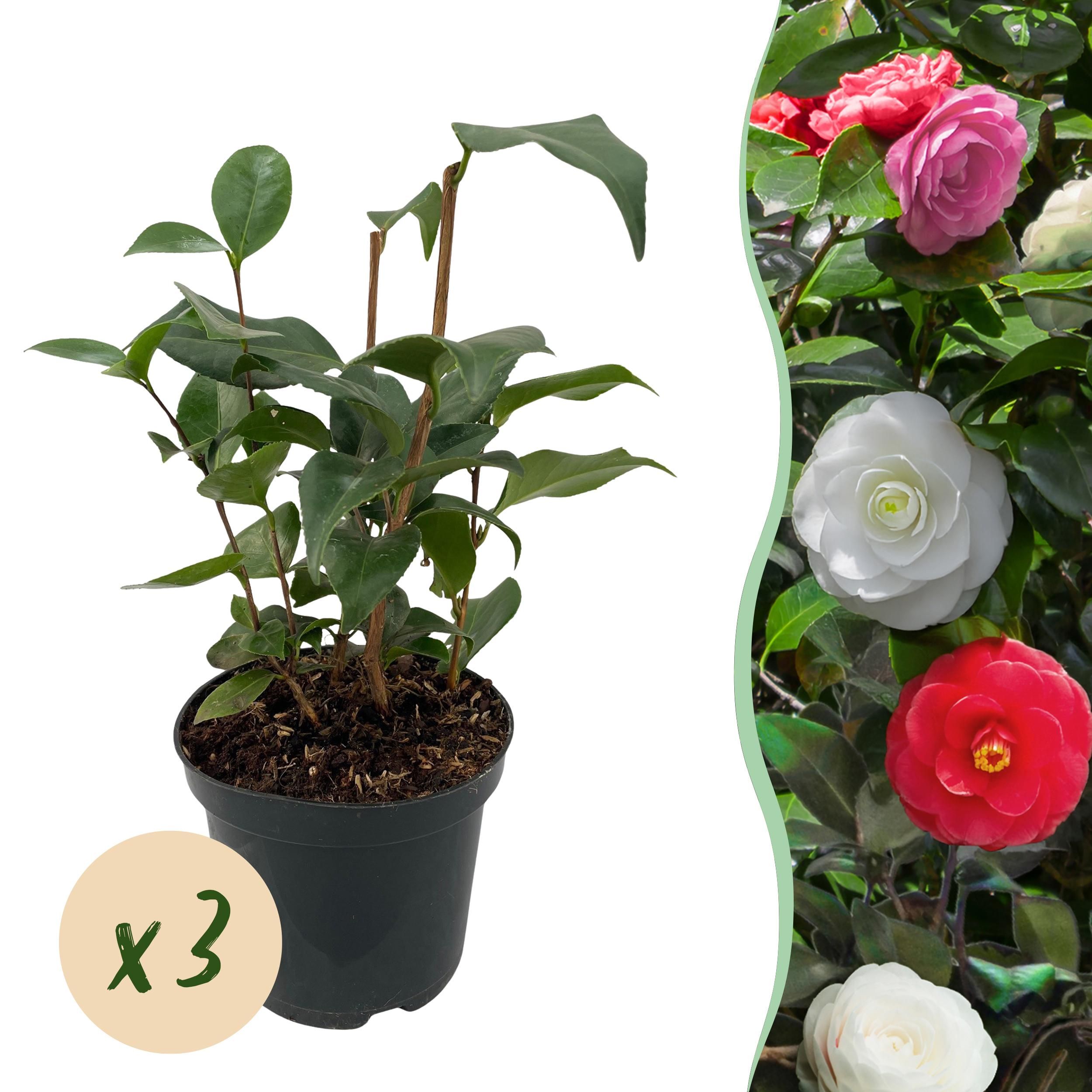 Kamelie Tricolor – Rosa, Weiß & Rot – Immergrün – 3 Pflanzen im Set