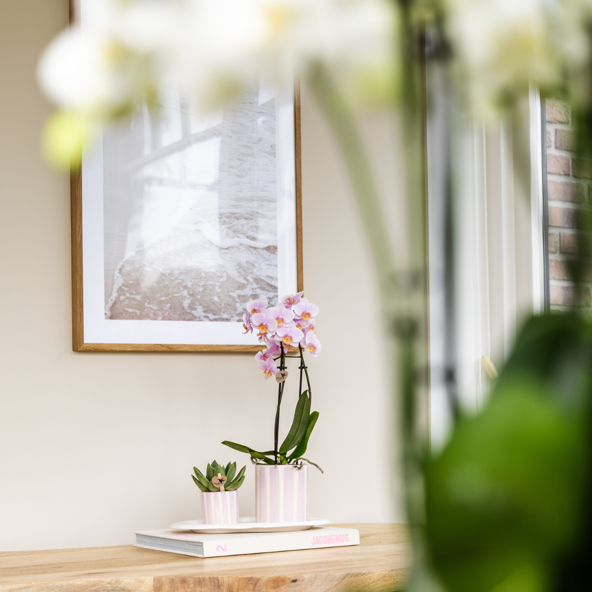 Geschenkset Mediterranean Sunset Klein | Grüne Pflanze & Rosa Phalaenopsis Orchidee Andorra | Im Ziertopf