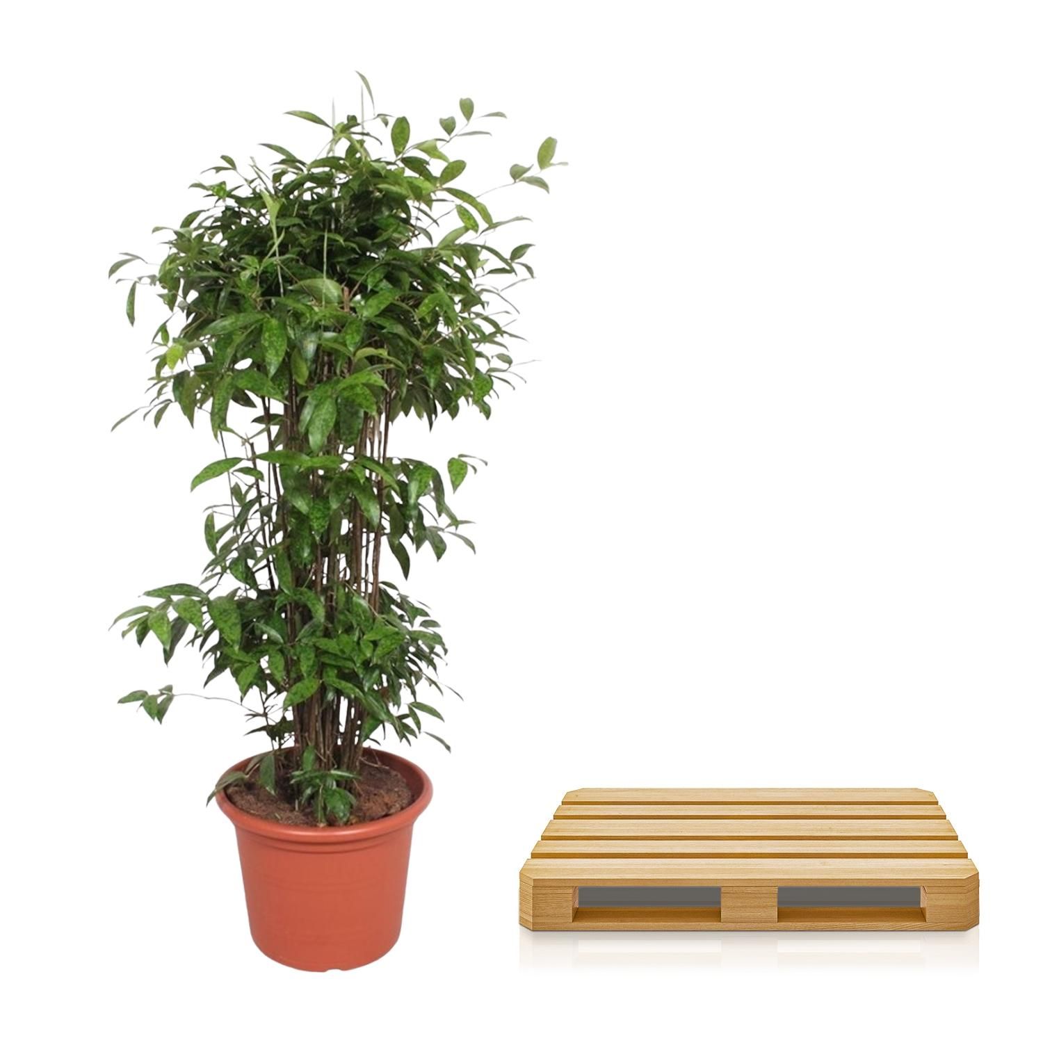 Dracaena Surculosa Zimmerpflanze
