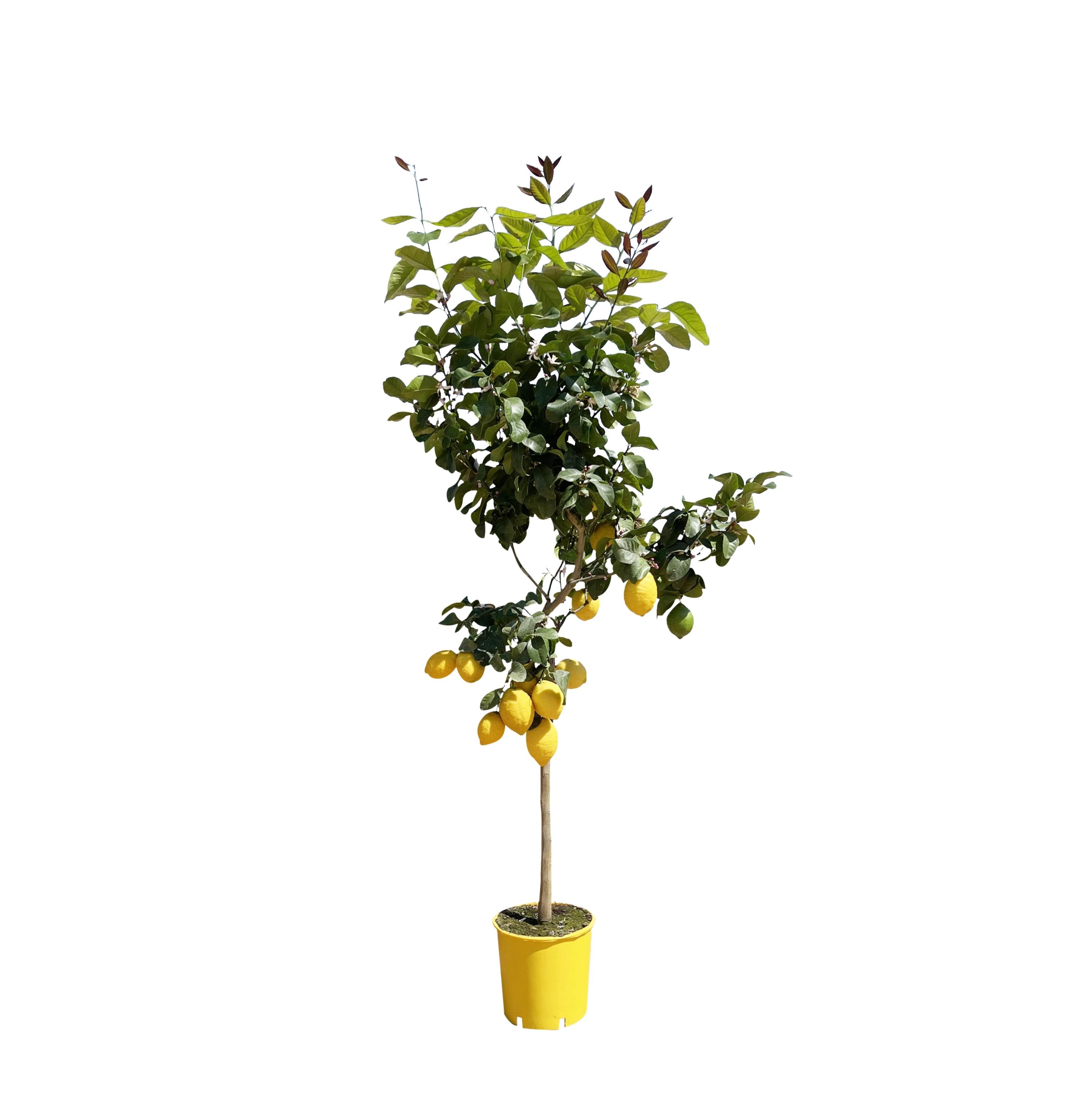 Zitronenbaum