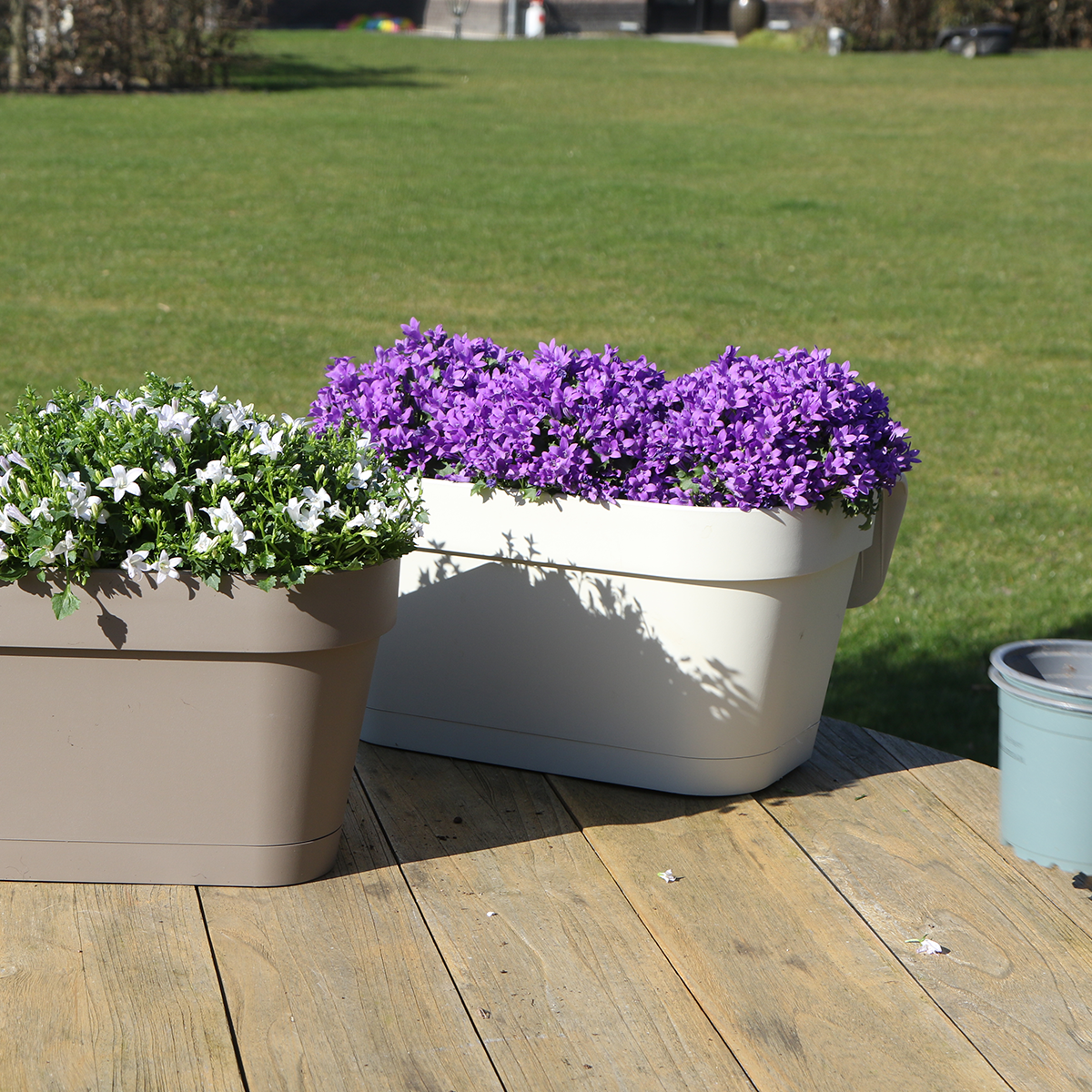 Weißer Balkonpflanzer mit Campanula Glockenblumen