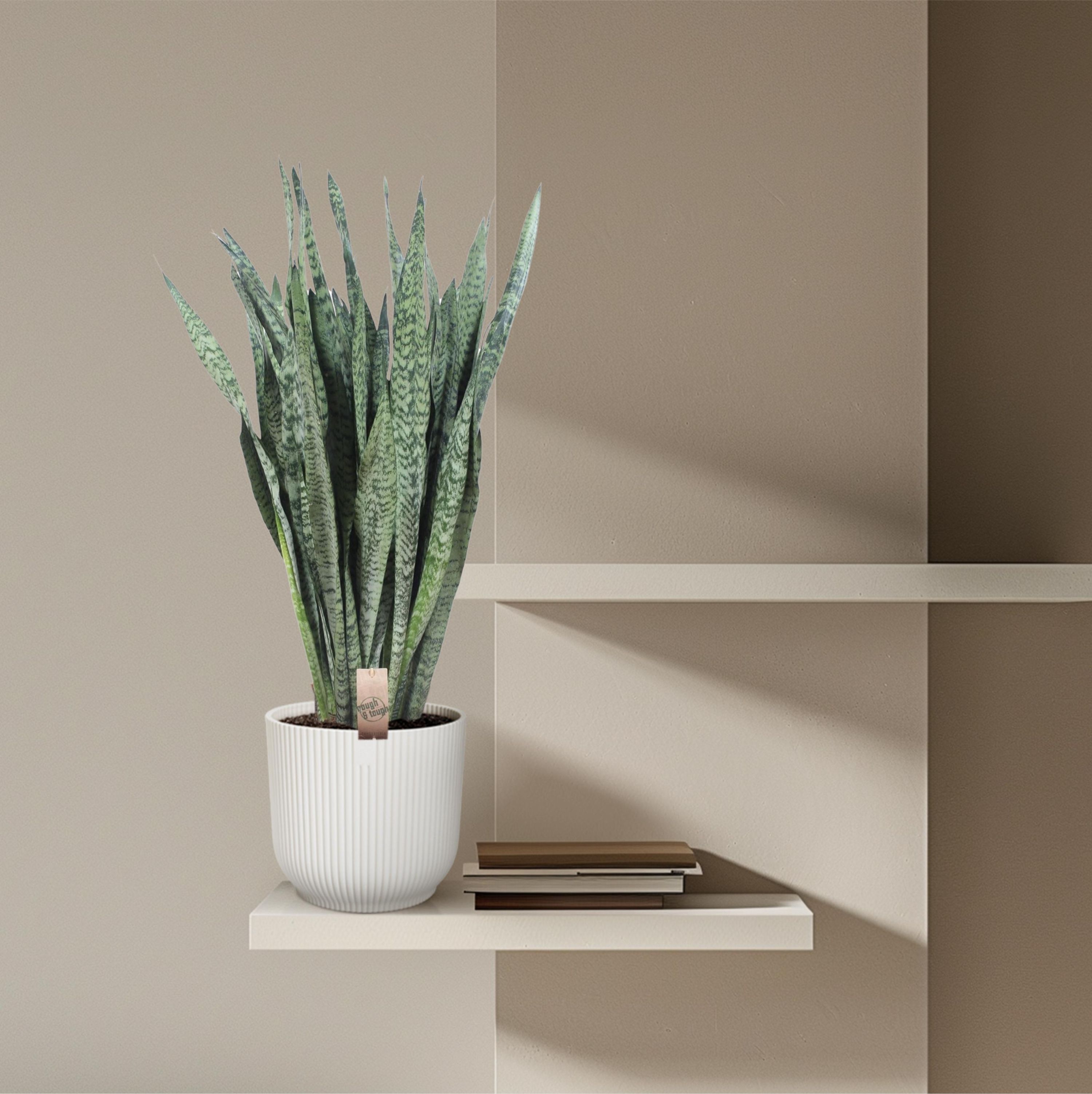 Sansevieria Zeylenica – elegante Zimmerpflanze mit einzigartigem Laub