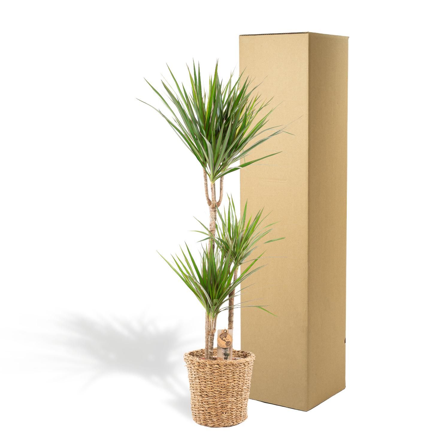Dracaena - Tropischer Drachenbaum im Korb
