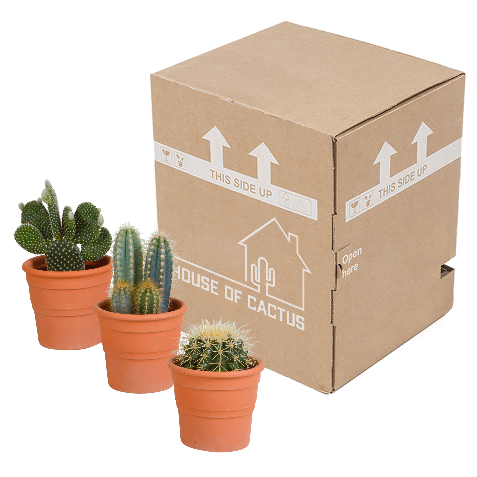 Kakteenmischung 10,5 cm – 3 Stück – Terracotta Topf