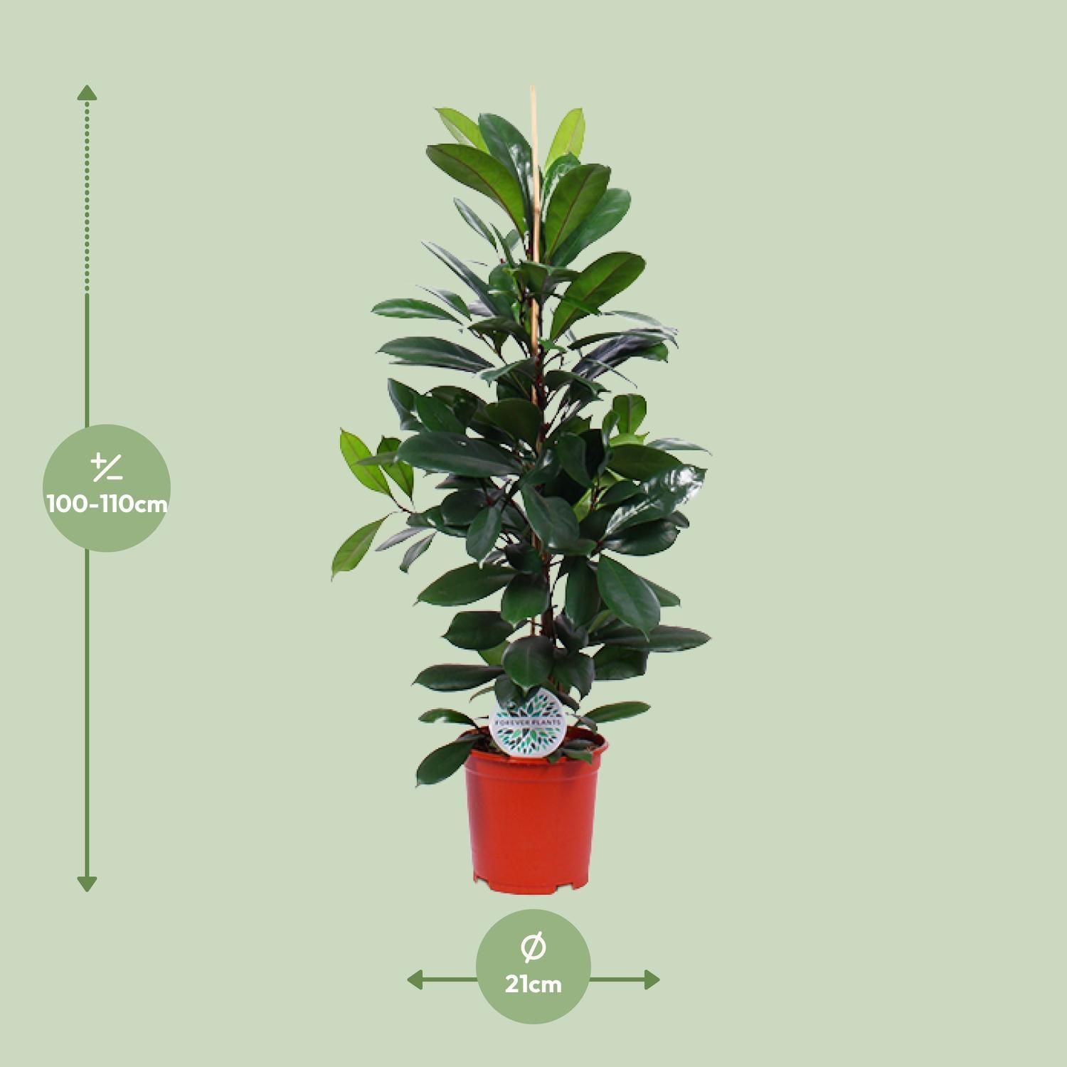 Ficus Cyathistipula eleganter Zimmerbaum