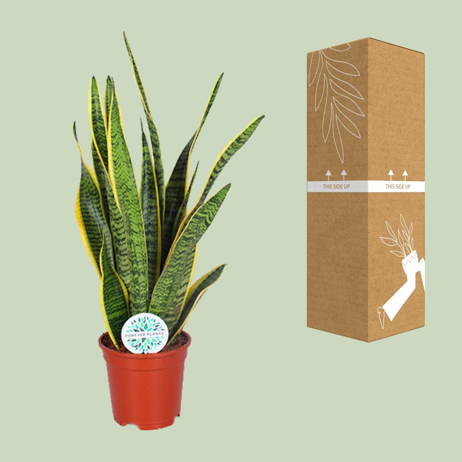 Sansevieria Laurentii - Pflegleichte Schlangenpflanze mit Luftreinigung