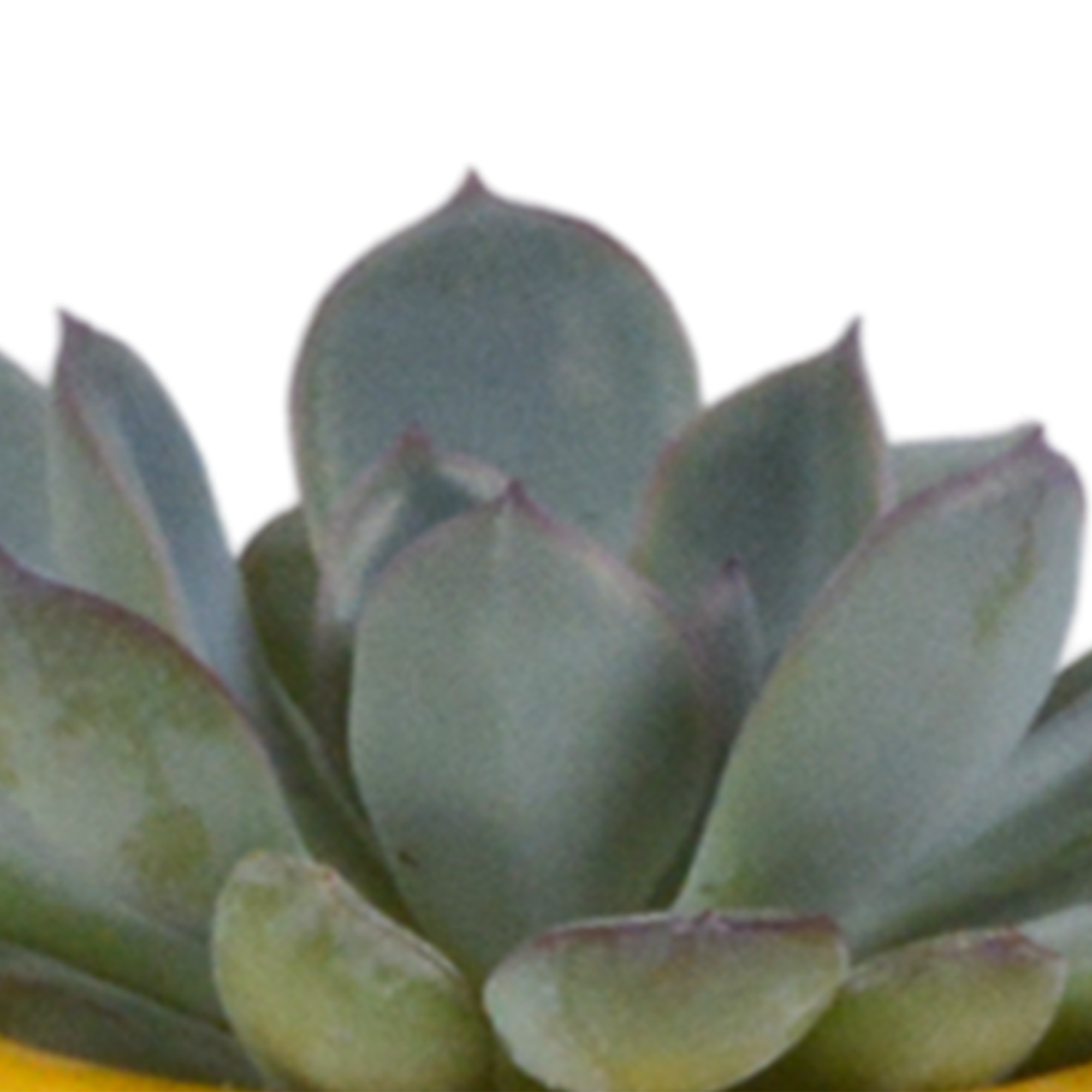 Sukkulenten Mix in Mexikanischem Übertopf