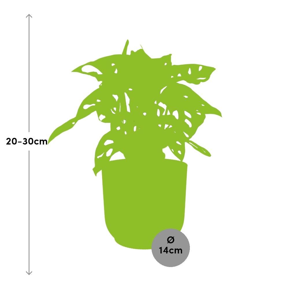 Monstera Monkey Leaf Zimmerpflanze
