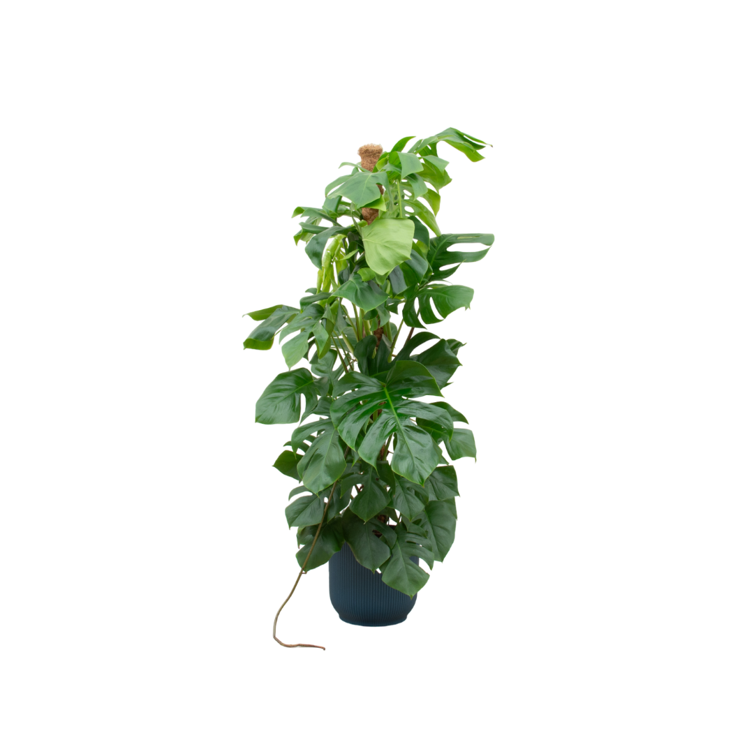 Monstera Pertusum XL mit blauem Übertopf
