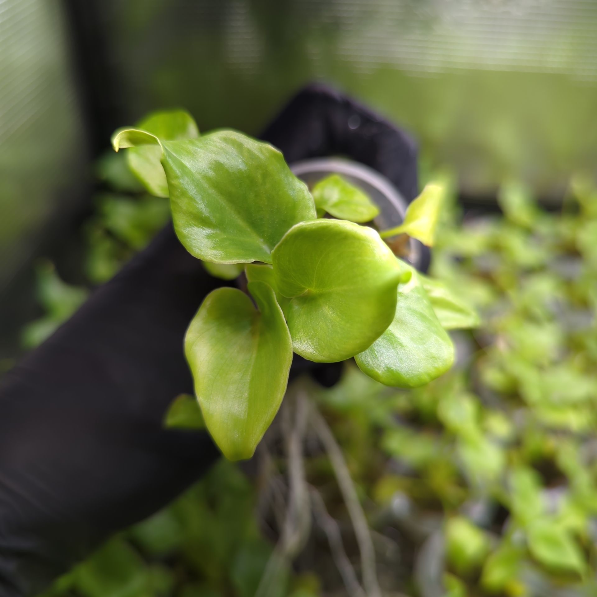 Baby Philodendron selloum Xanadu + selbstbewässernder Übertopf