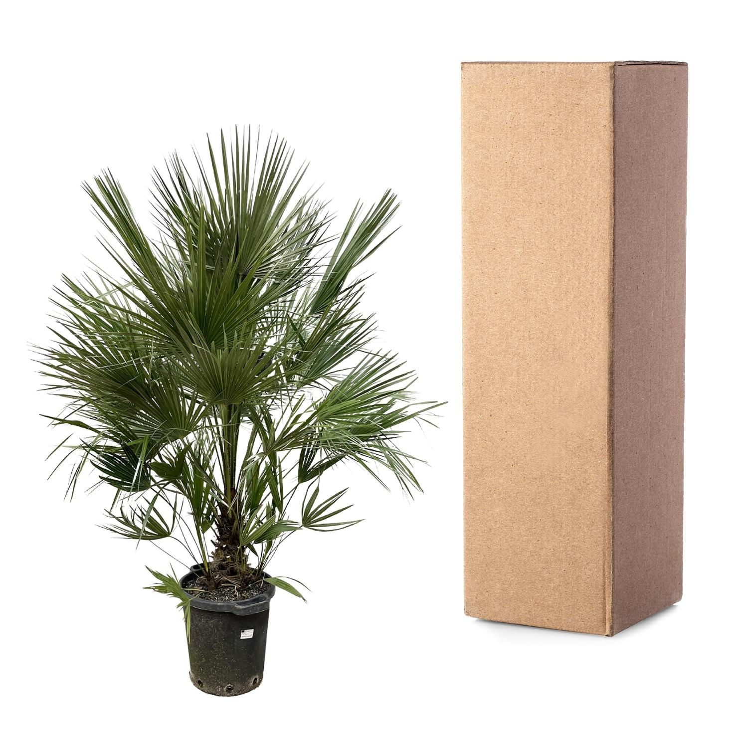 Chamaerops Humilis Zwergpalme