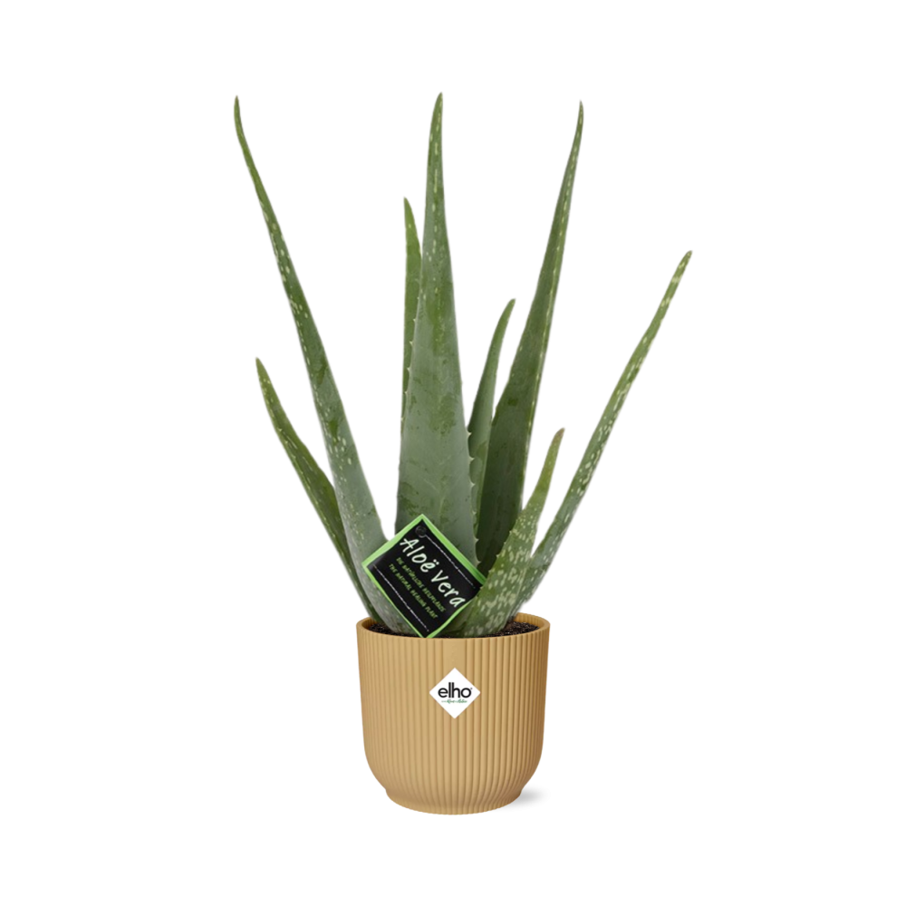 Aloe Vera Zimmerpflanze in ELHO Vibes Fold Gelb